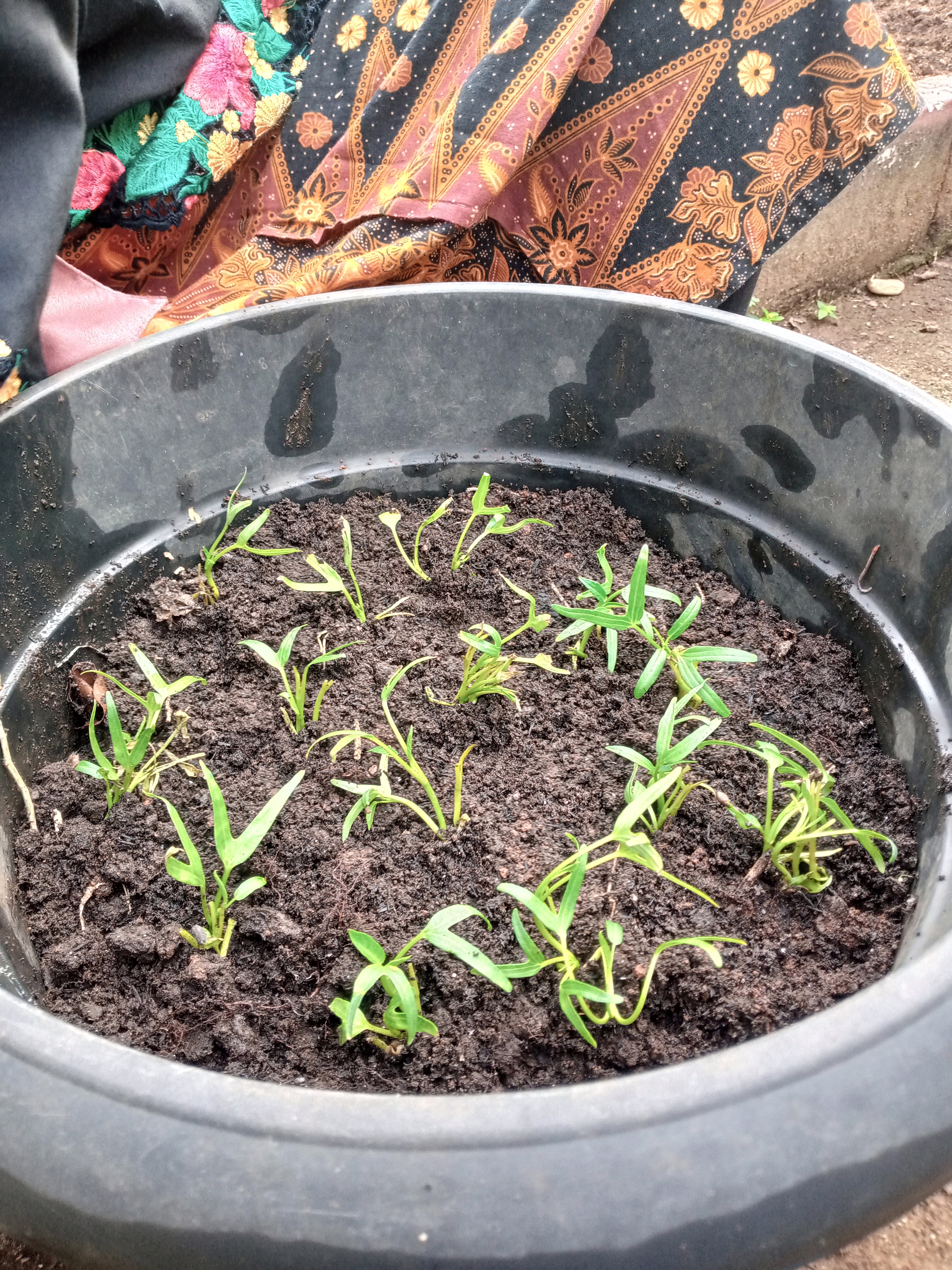 Lahan Urban Farming SMAN 109 Jakarta - Gambar 116