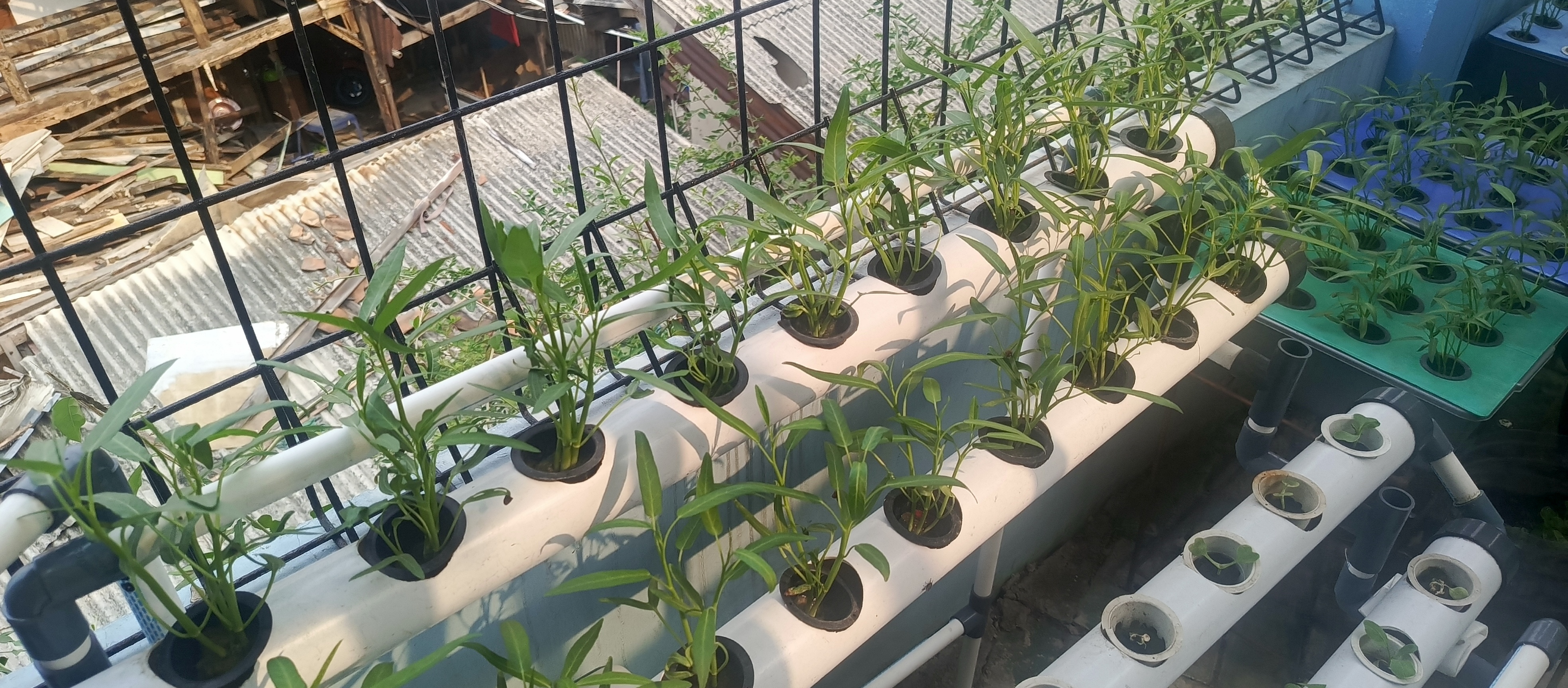 Lahan Urban Farming SMKN 43 Jakarta - Gambar 93