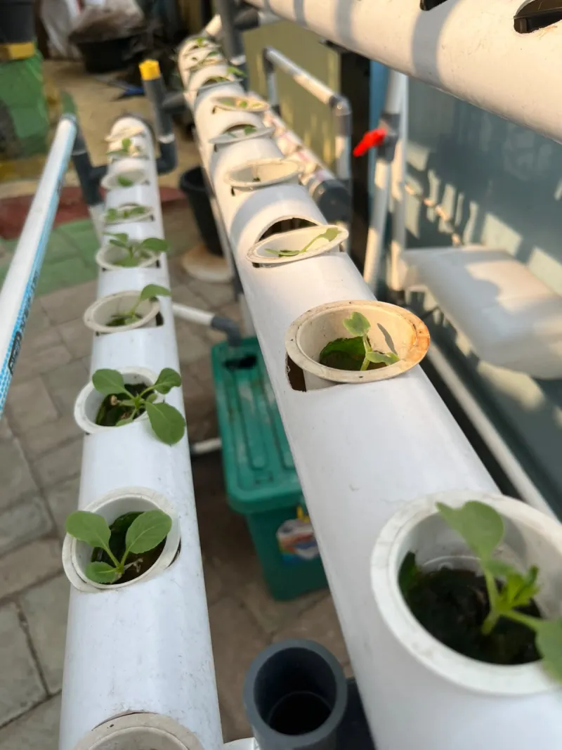 Lahan Urban Farming SMKN 43 Jakarta - Gambar 100