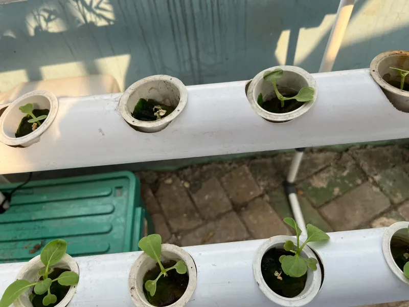Lahan Urban Farming SMKN 43 Jakarta - Gambar 97