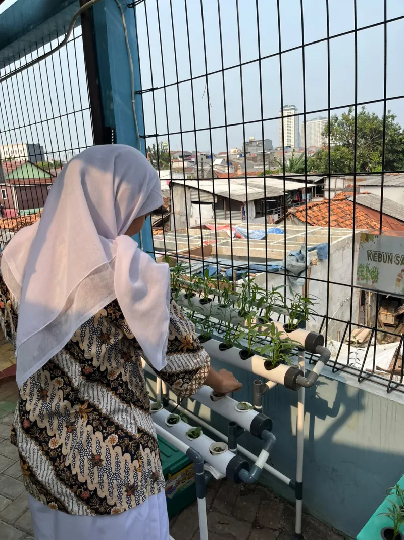 Lahan Urban Farming SMKN 43 Jakarta - Gambar 99