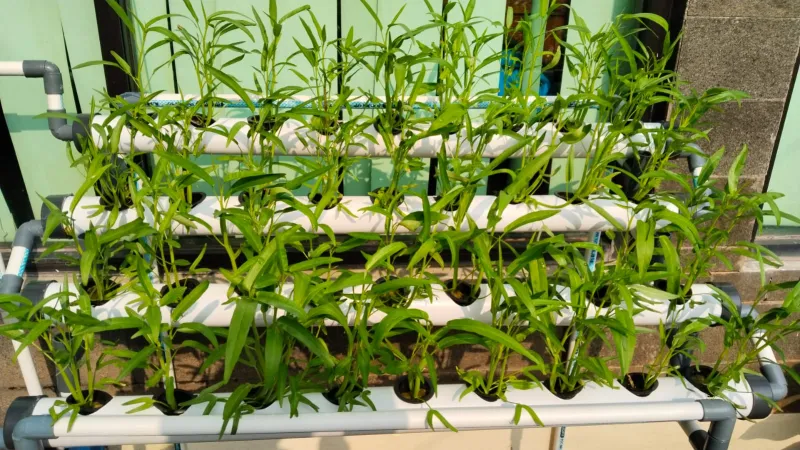 Lahan Urban Farming SMKN 62 Jakarta - Gambar 39