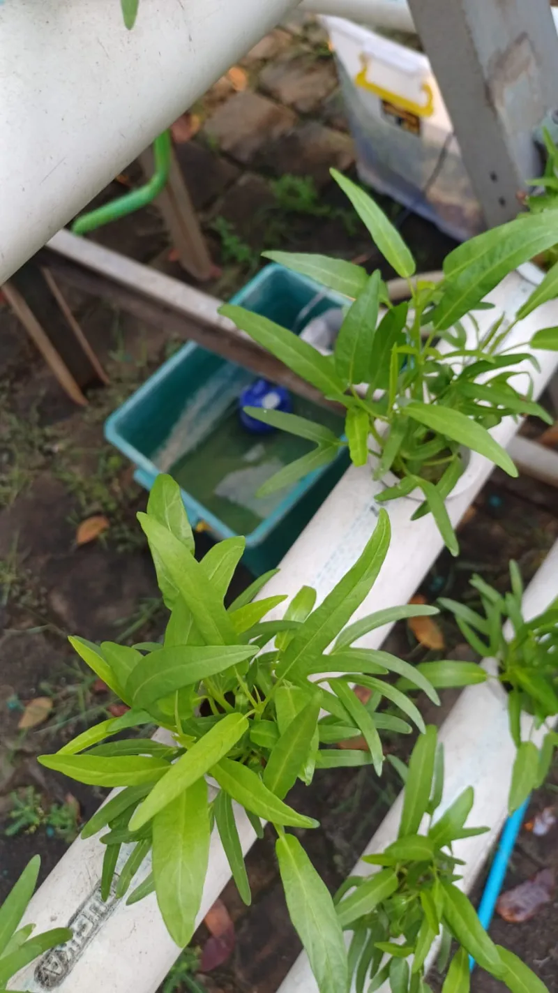 Lahan Urban Farming SMKN 59 Jakarta - Gambar 104