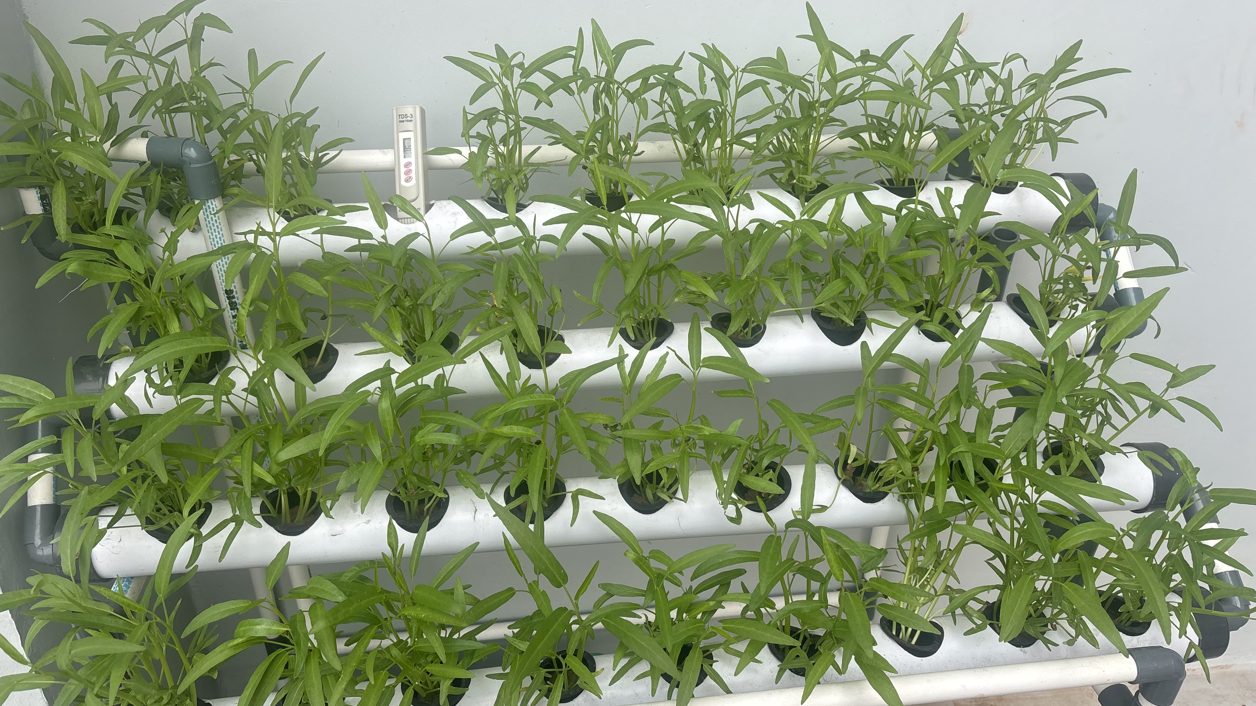 Lahan Urban Farming SMAN 116 Jakarta - Gambar 63