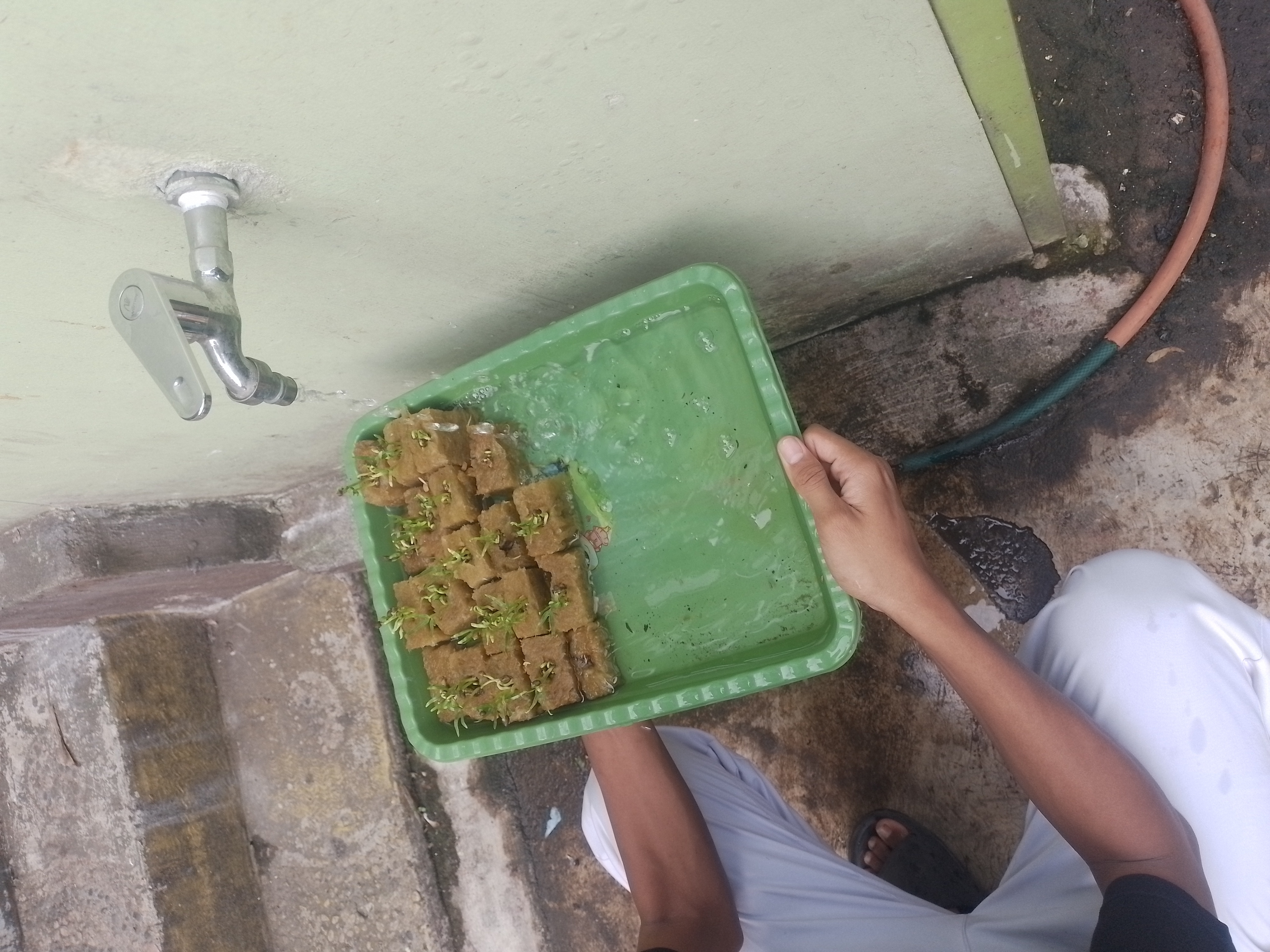 Lahan Urban Farming SMAN 63 Jakarta - Gambar 37