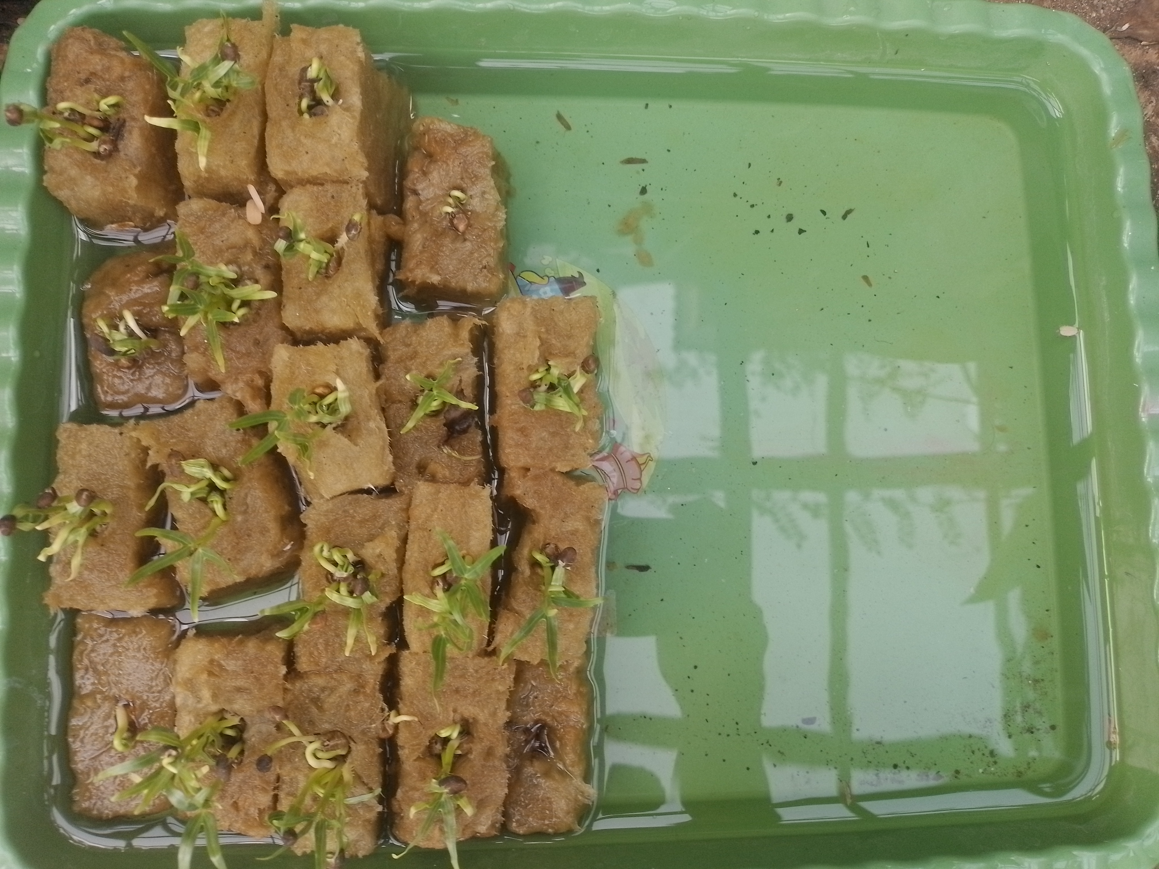 Lahan Urban Farming SMAN 63 Jakarta - Gambar 36