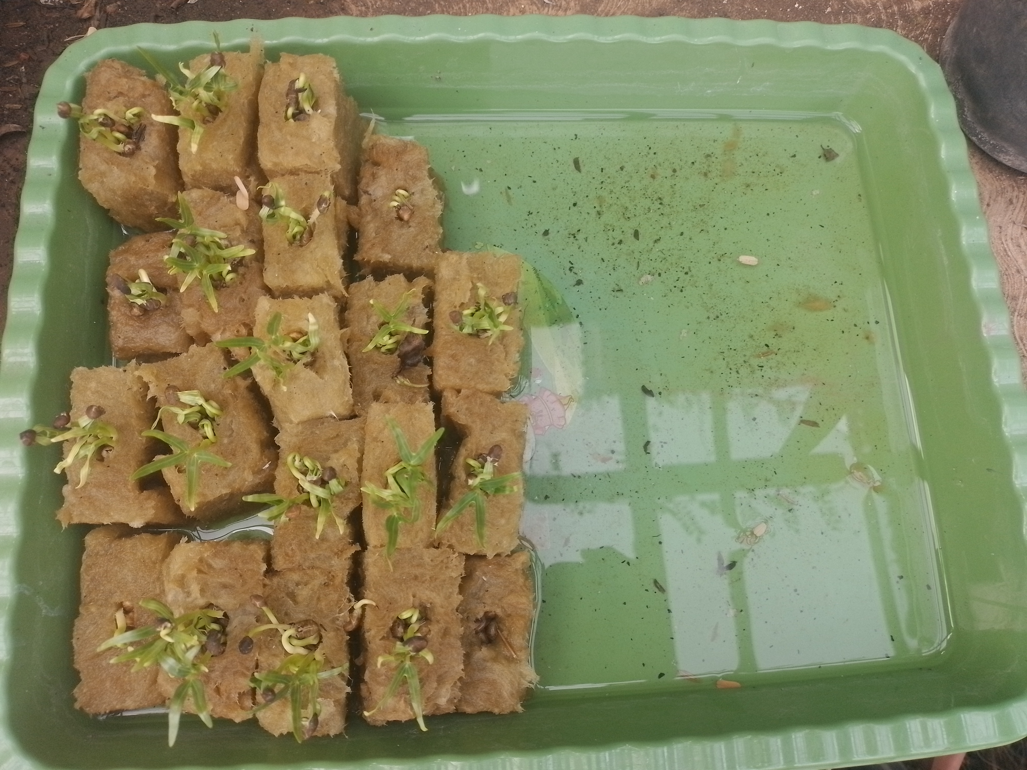 Lahan Urban Farming SMAN 63 Jakarta - Gambar 32