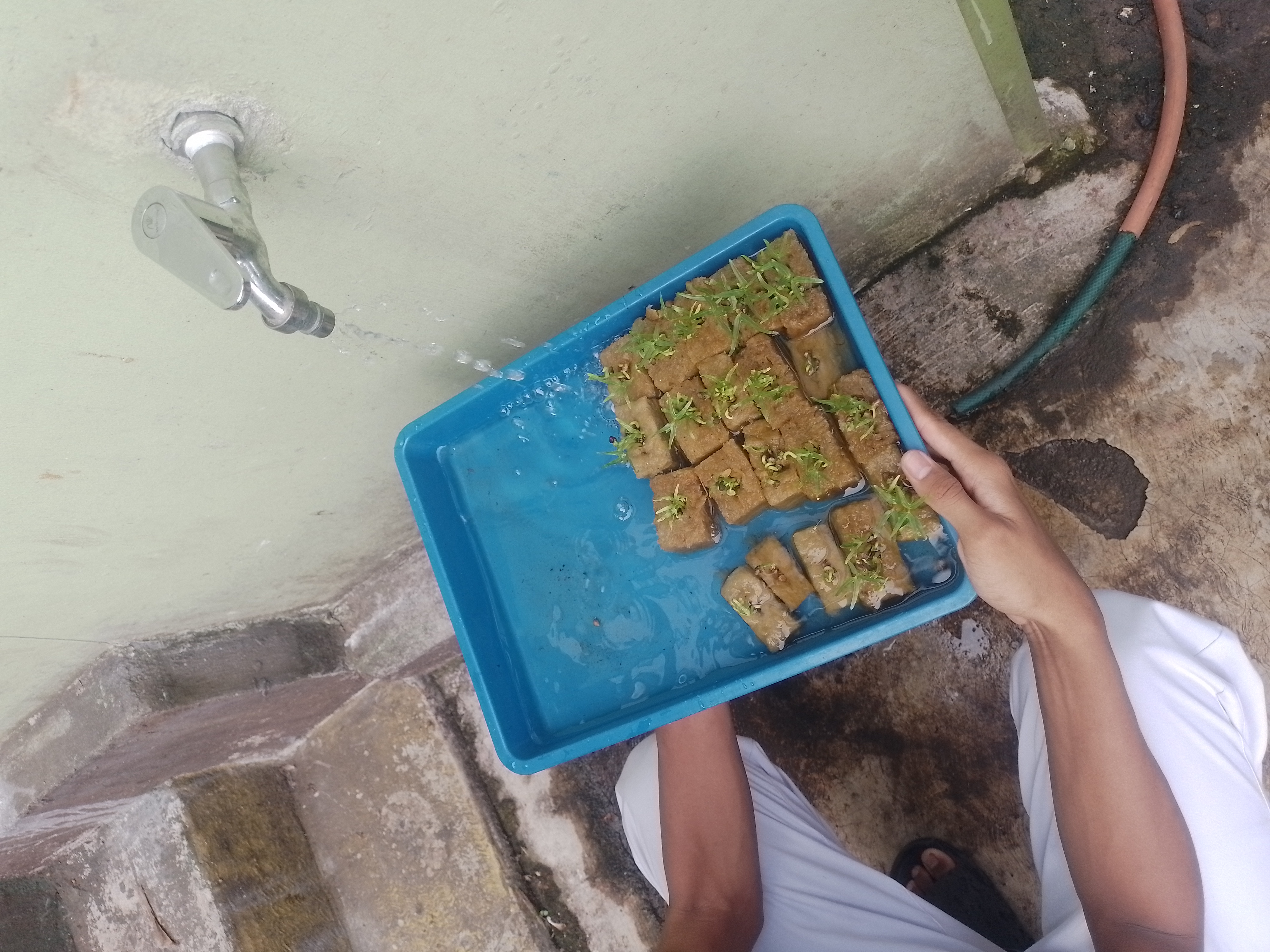 Lahan Urban Farming SMAN 63 Jakarta - Gambar 34