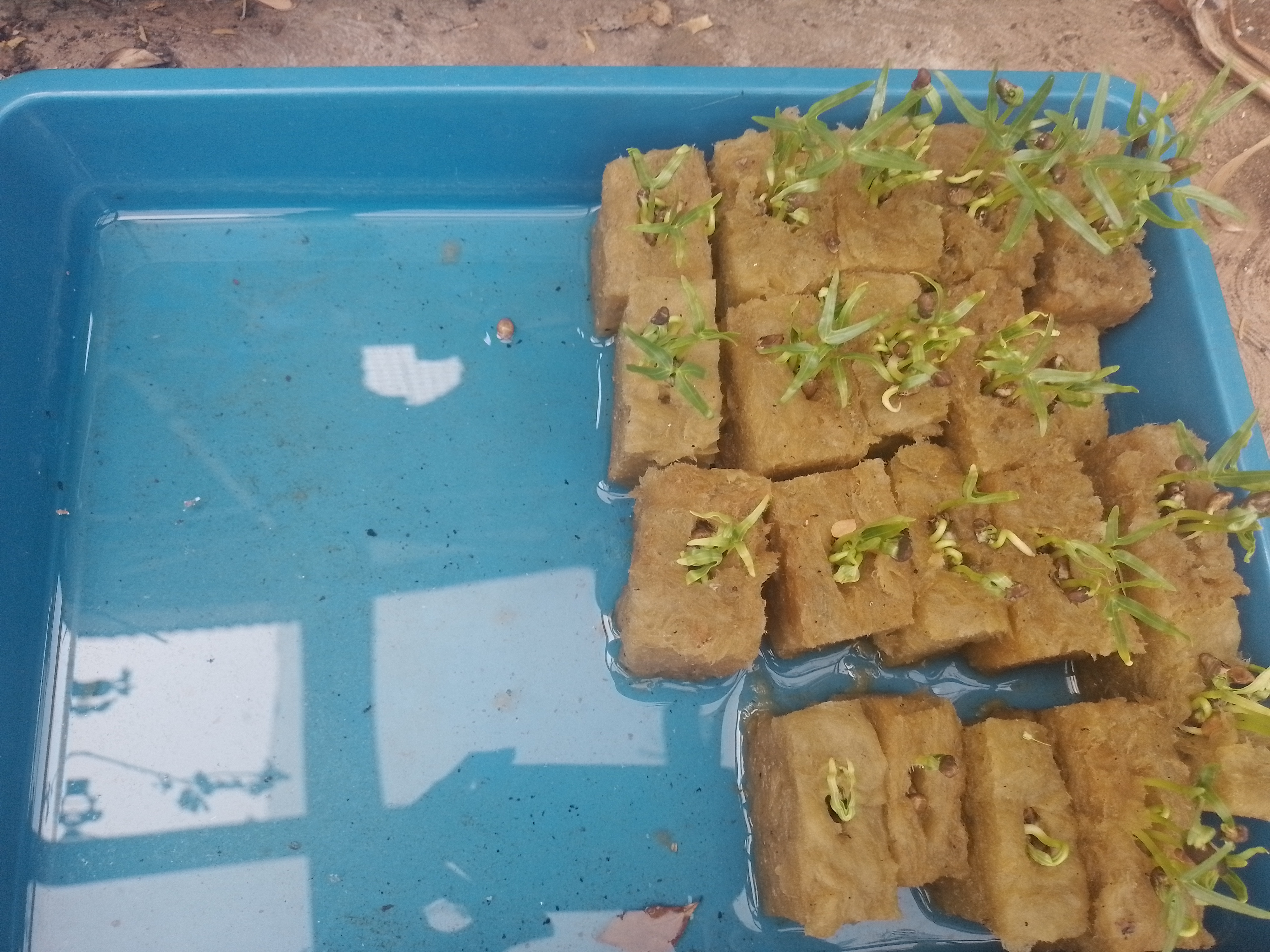 Lahan Urban Farming SMAN 63 Jakarta - Gambar 33