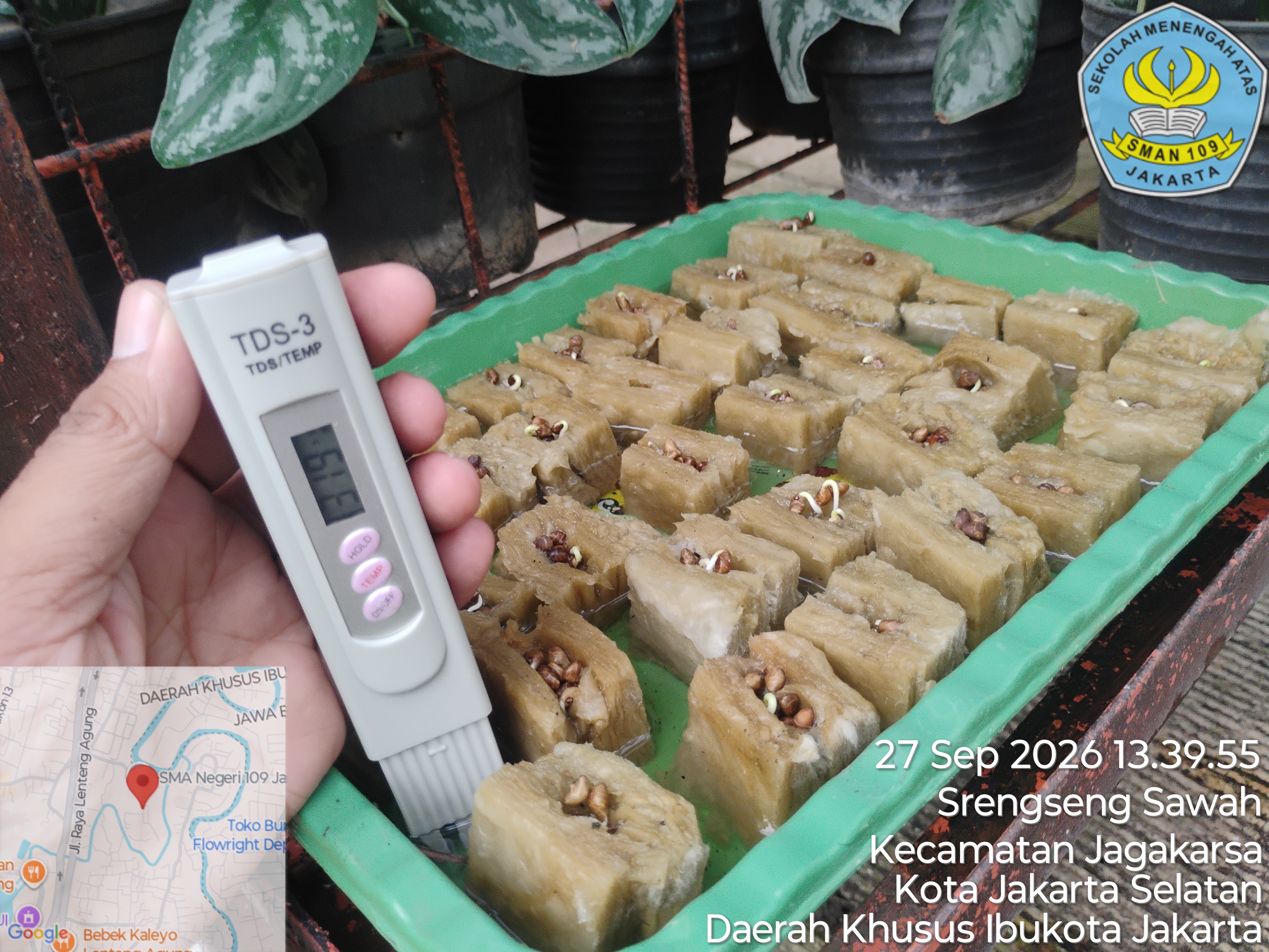 Lahan Urban Farming SMAN 109 Jakarta - Gambar 108