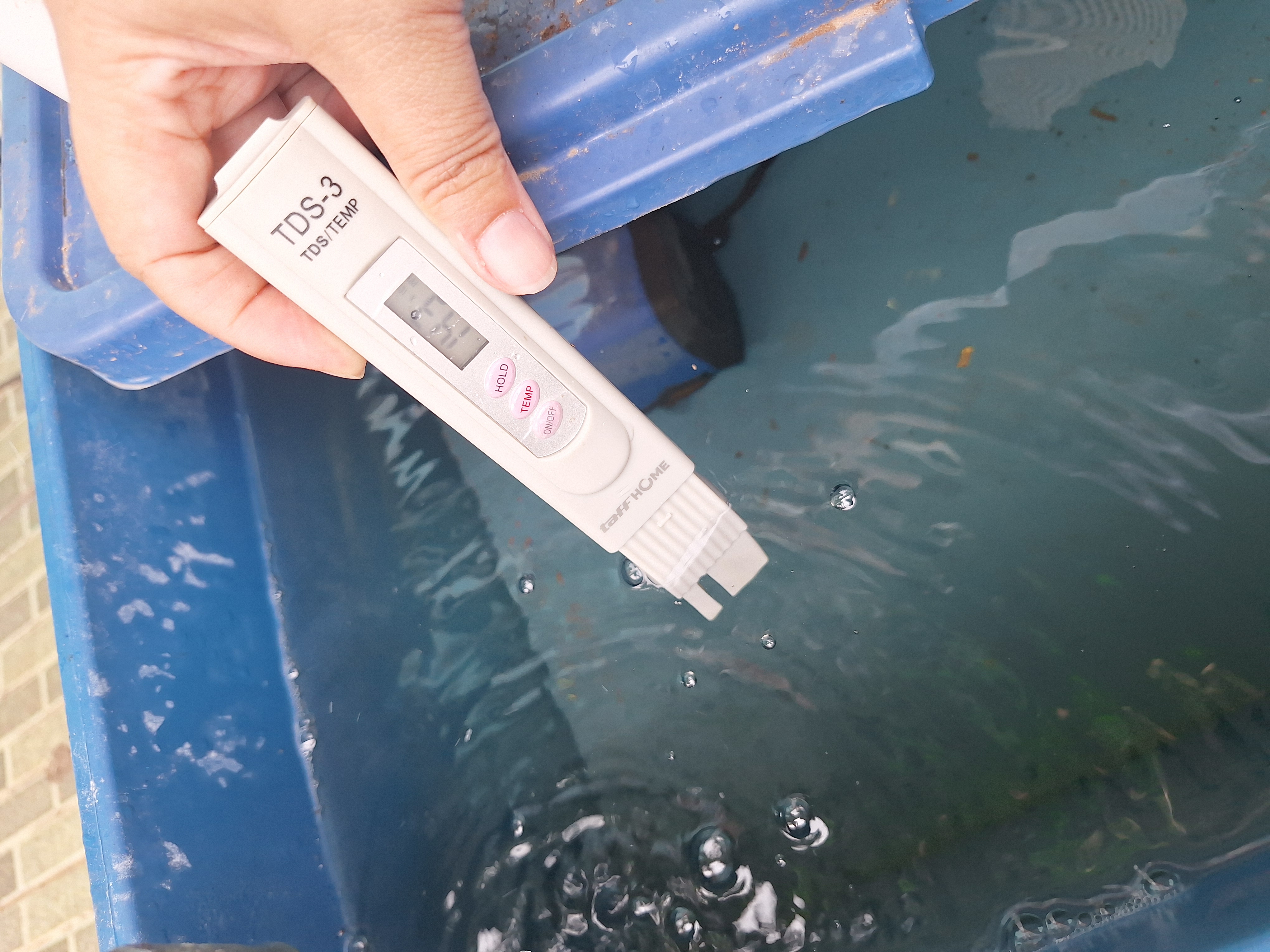 Lahan Urban Farming SMAN 34 Jakarta - Gambar 28