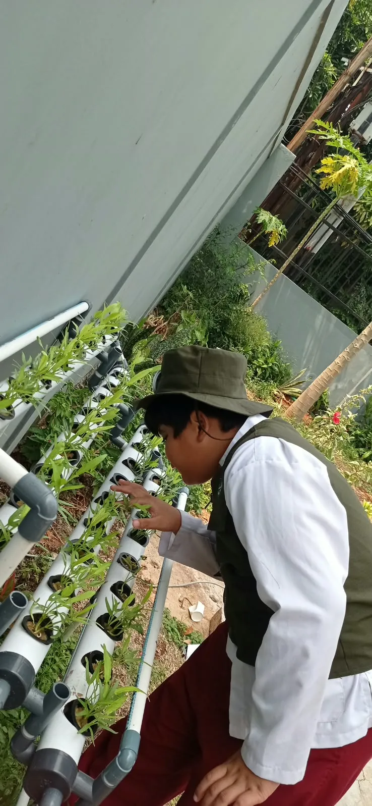 Lahan Urban Farming SDN Cipete Selatan 03 - Gambar 42