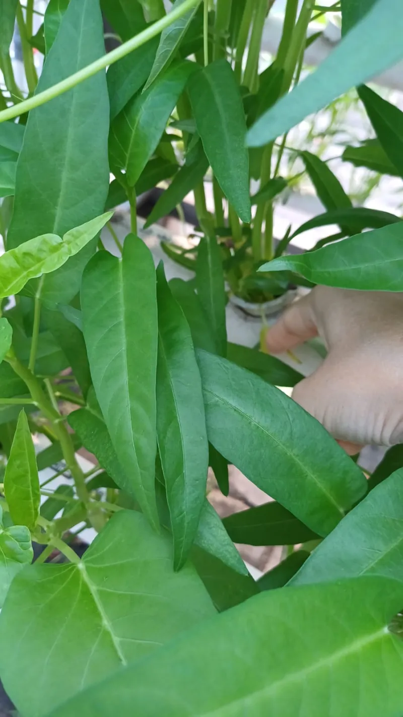 Lahan Urban Farming SMKN 59 Jakarta - Gambar 103