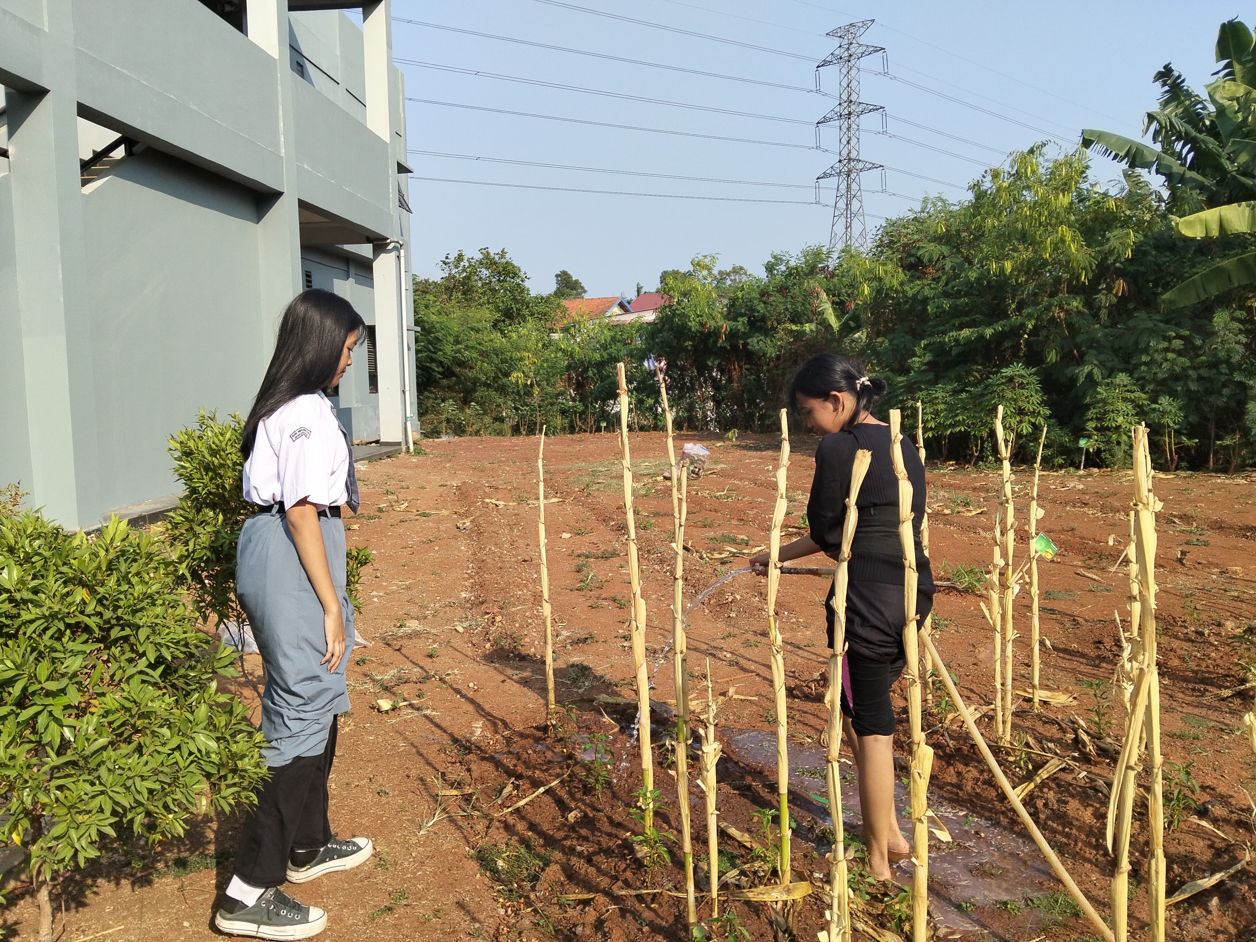 KEBUN SMKN 74 JAGAKARSA JAKARTA SELATAN - Gambar 182