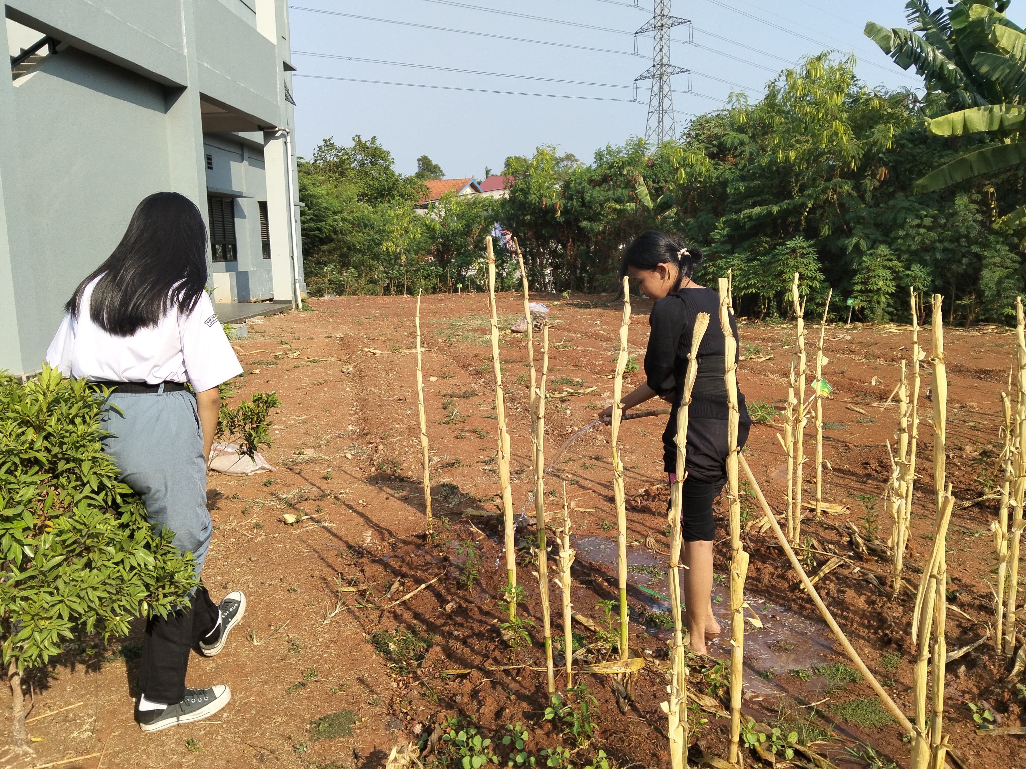 KEBUN SMKN 74 JAGAKARSA JAKARTA SELATAN - Gambar 183
