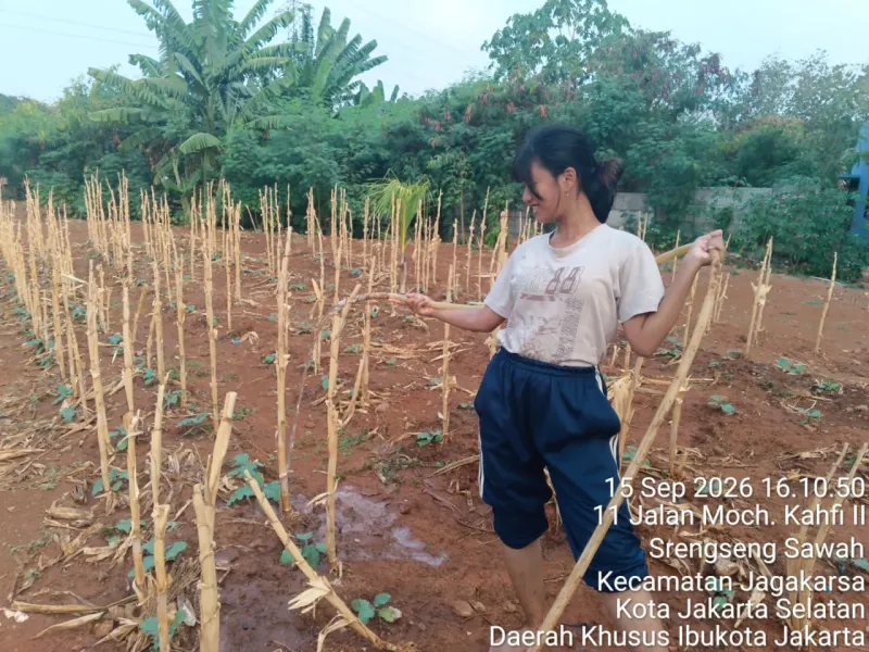 KEBUN SMKN 74 JAGAKARSA JAKARTA SELATAN - Gambar 175