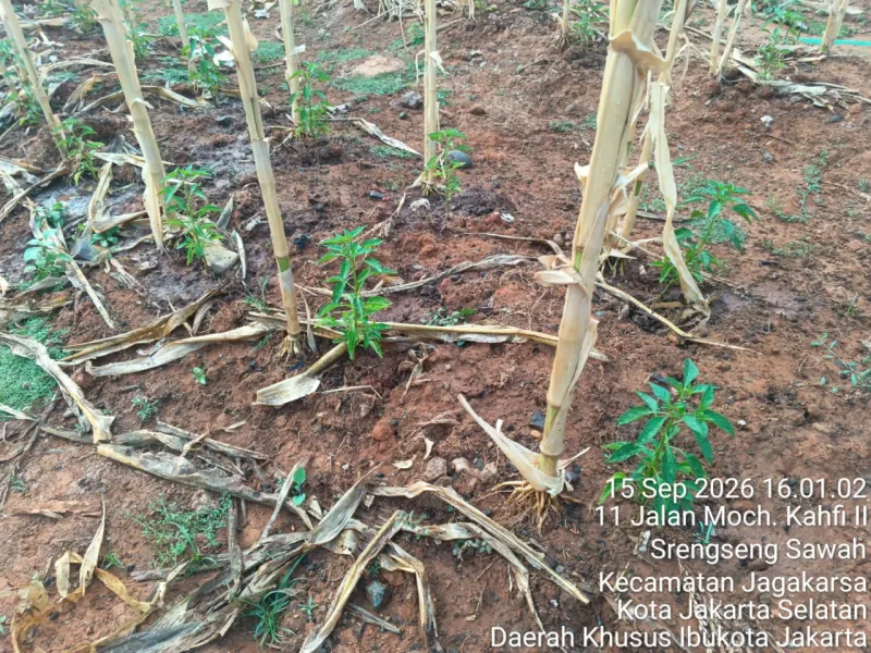 KEBUN SMKN 74 JAGAKARSA JAKARTA SELATAN - Gambar 170