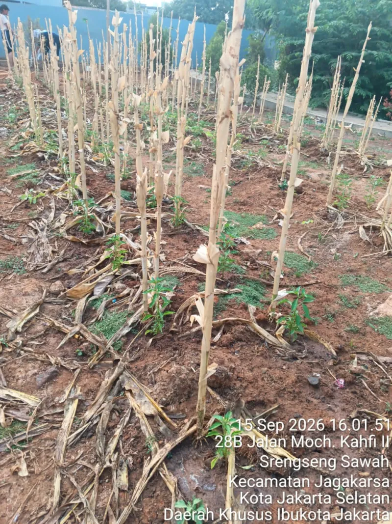 KEBUN SMKN 74 JAGAKARSA JAKARTA SELATAN - Gambar 171