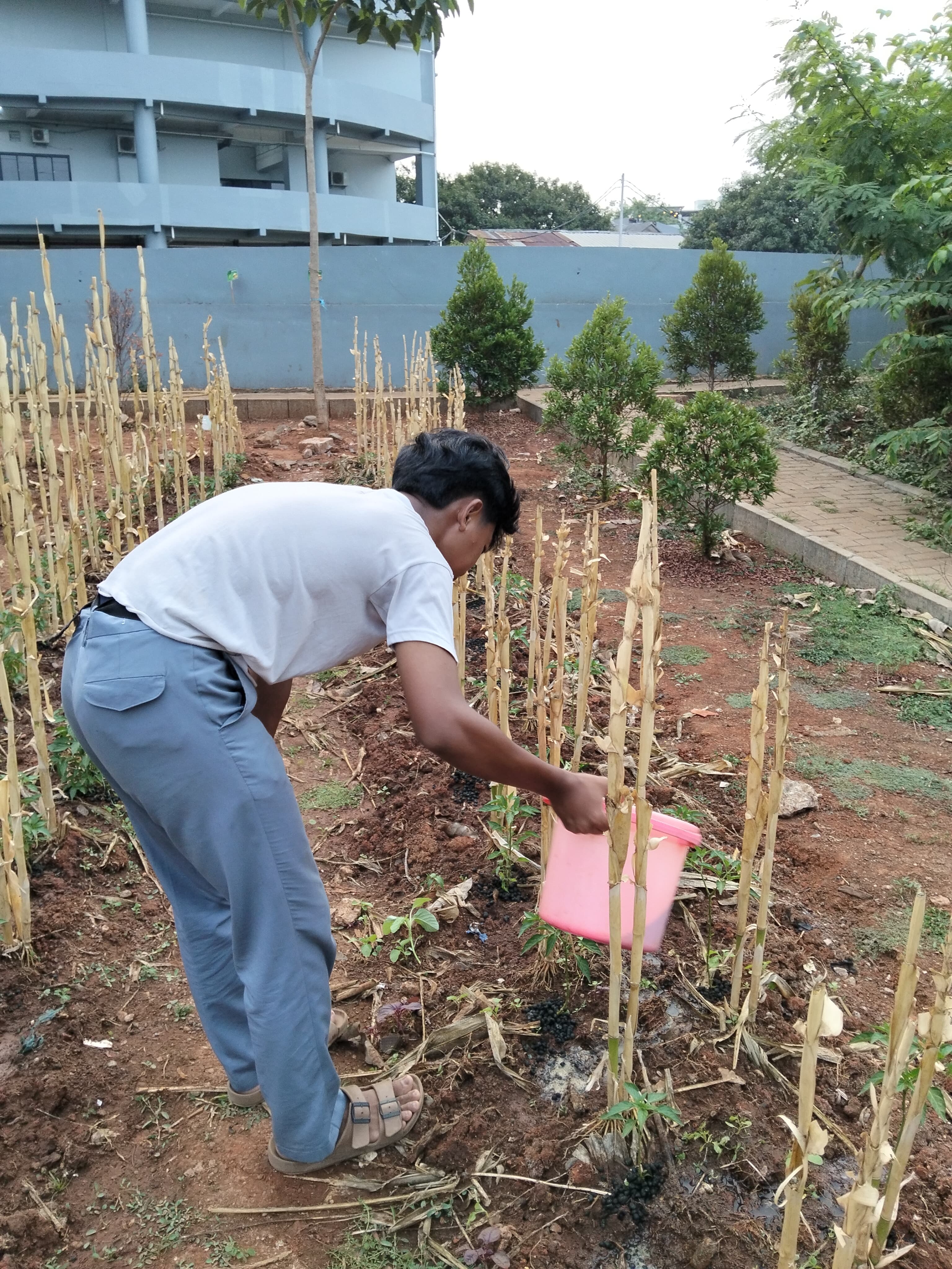 KEBUN SMKN 74 JAGAKARSA JAKARTA SELATAN - Gambar 161