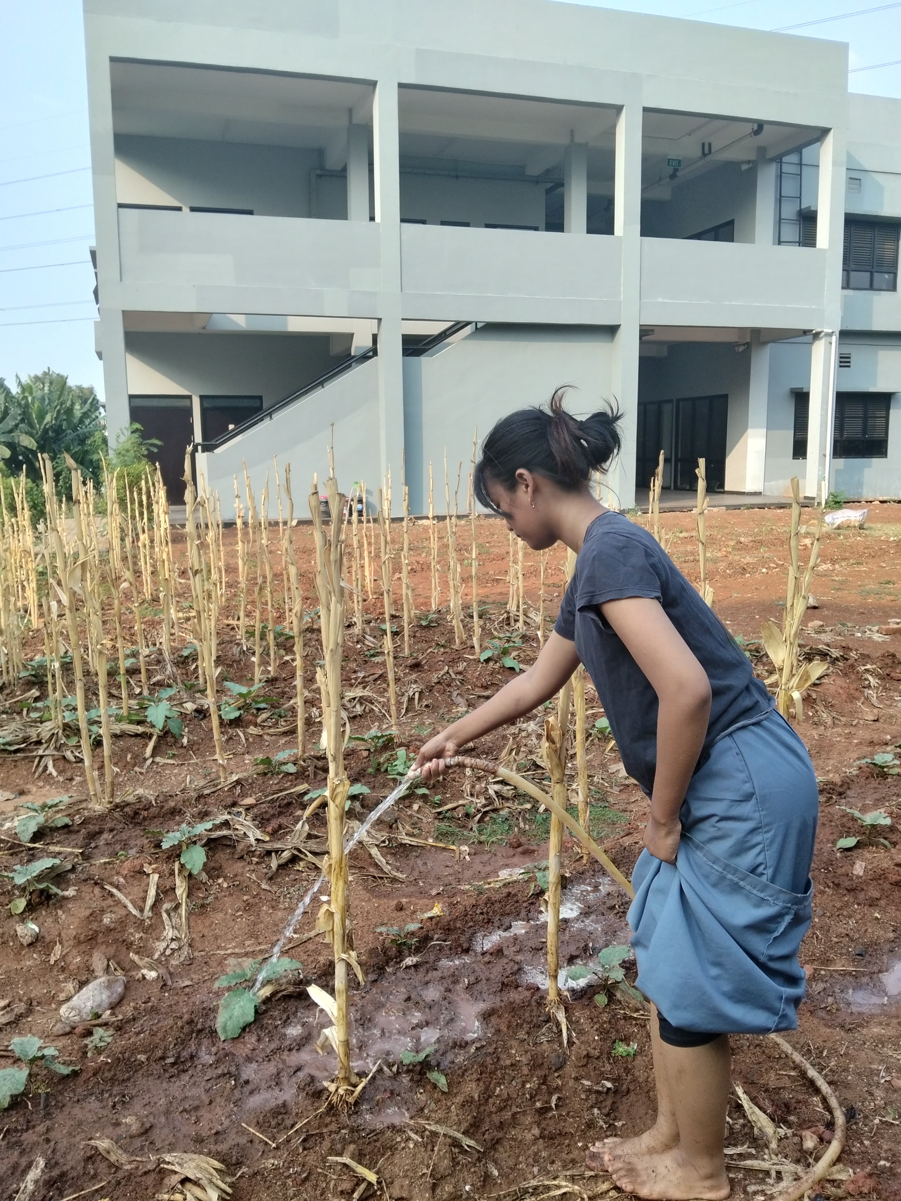 KEBUN SMKN 74 JAGAKARSA JAKARTA SELATAN - Gambar 158