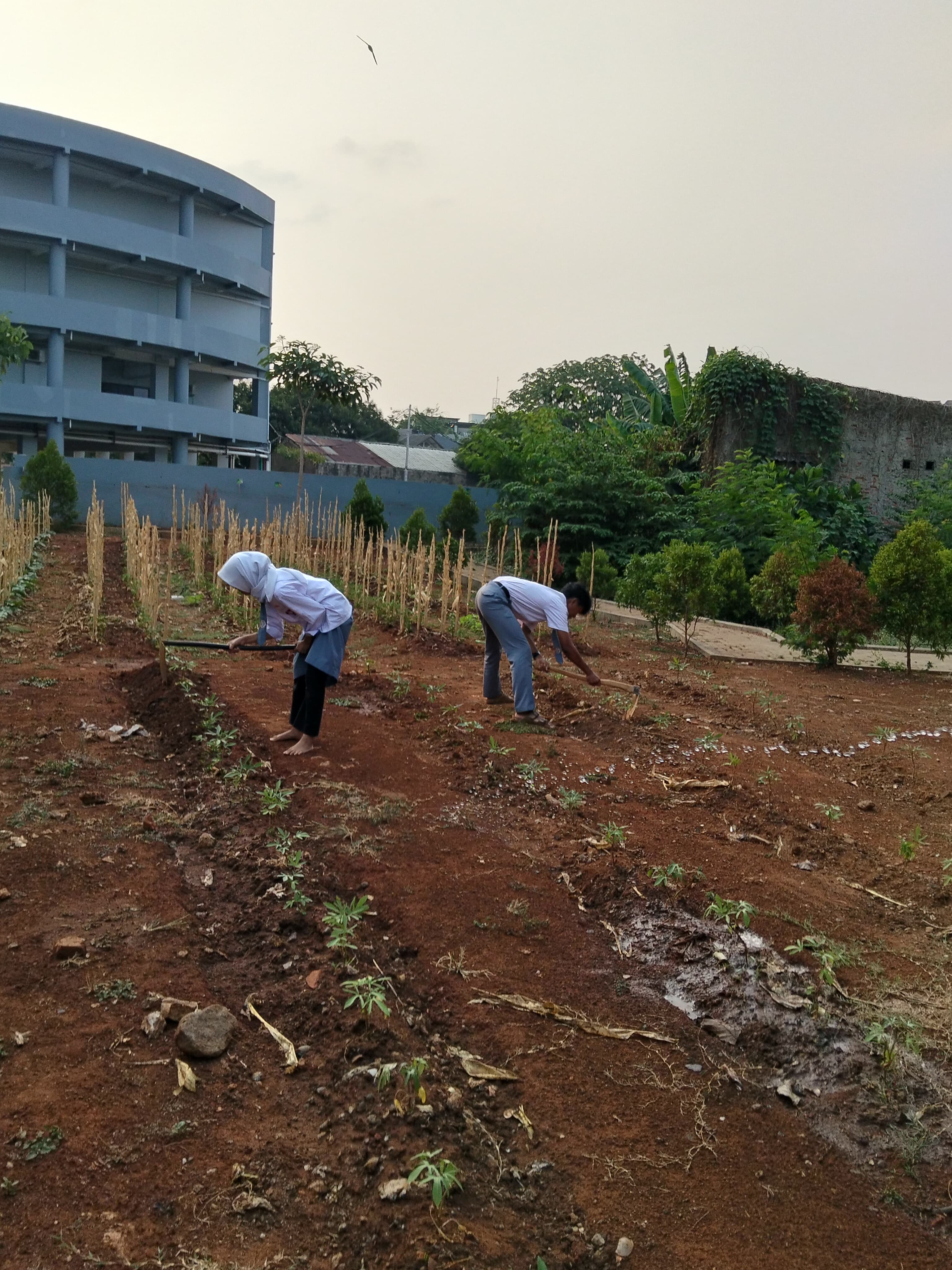 KEBUN SMKN 74 JAGAKARSA JAKARTA SELATAN - Gambar 156