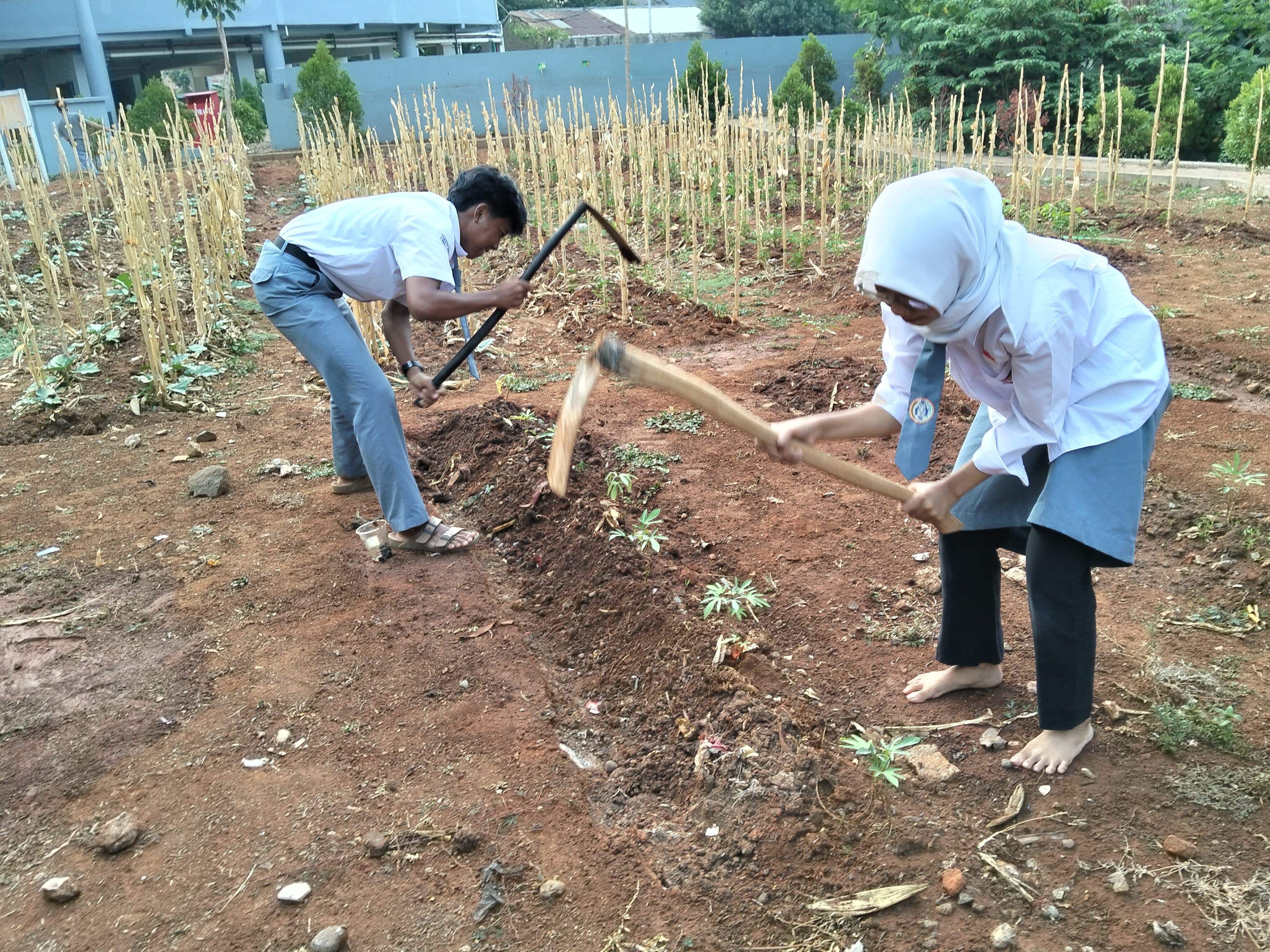 KEBUN SMKN 74 JAGAKARSA JAKARTA SELATAN - Gambar 154