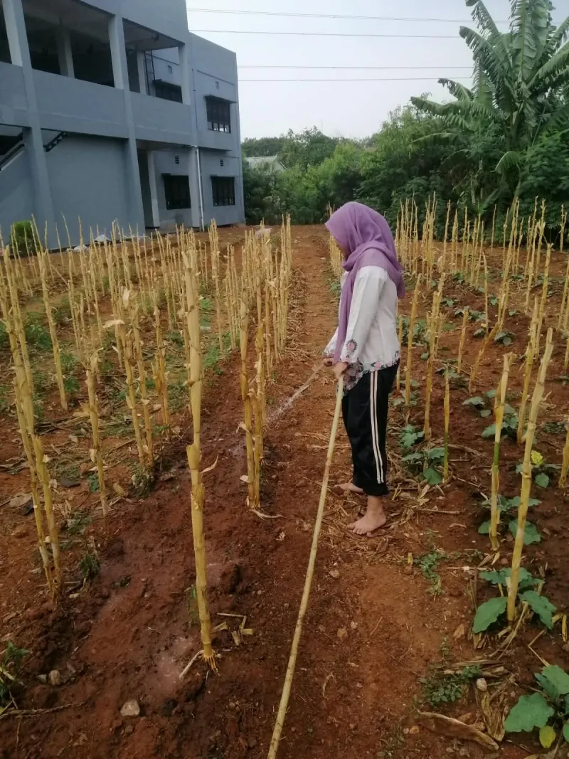 KEBUN SMKN 74 JAGAKARSA JAKARTA SELATAN - Gambar 149