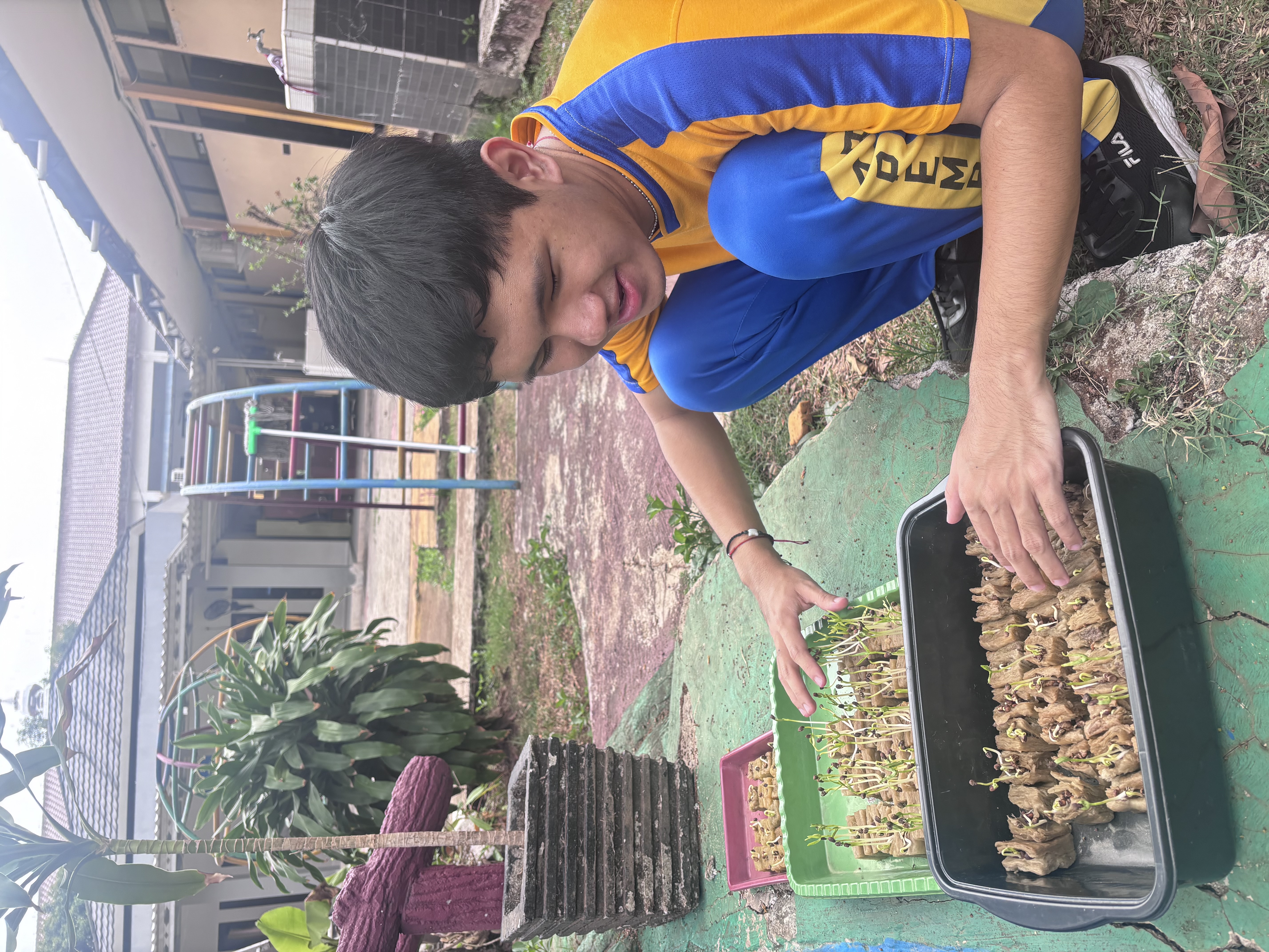Lahan Urban Farming SLB A Pembina Tingkat Nasional - Gambar 51