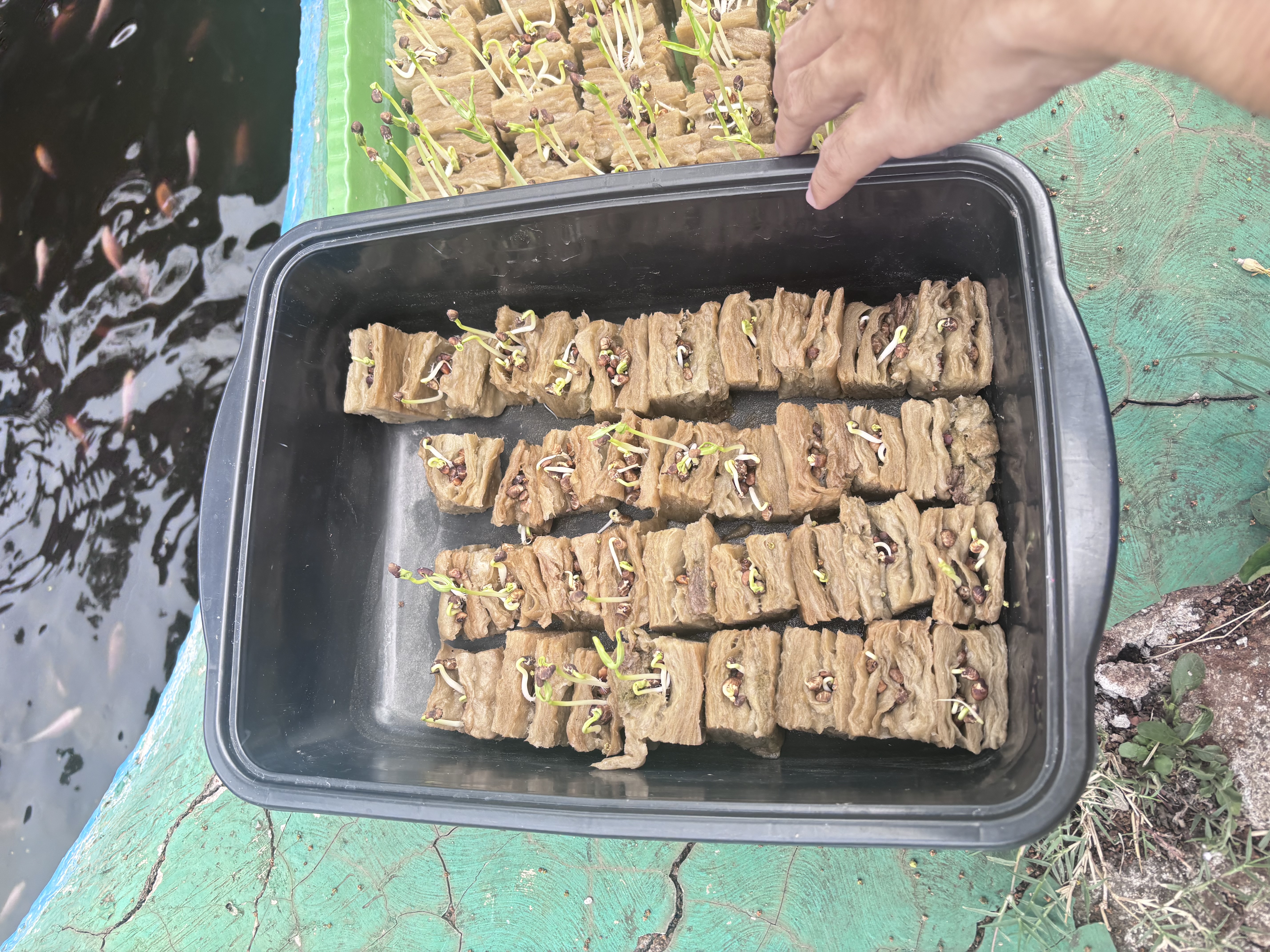 Lahan Urban Farming SLB A Pembina Tingkat Nasional - Gambar 53