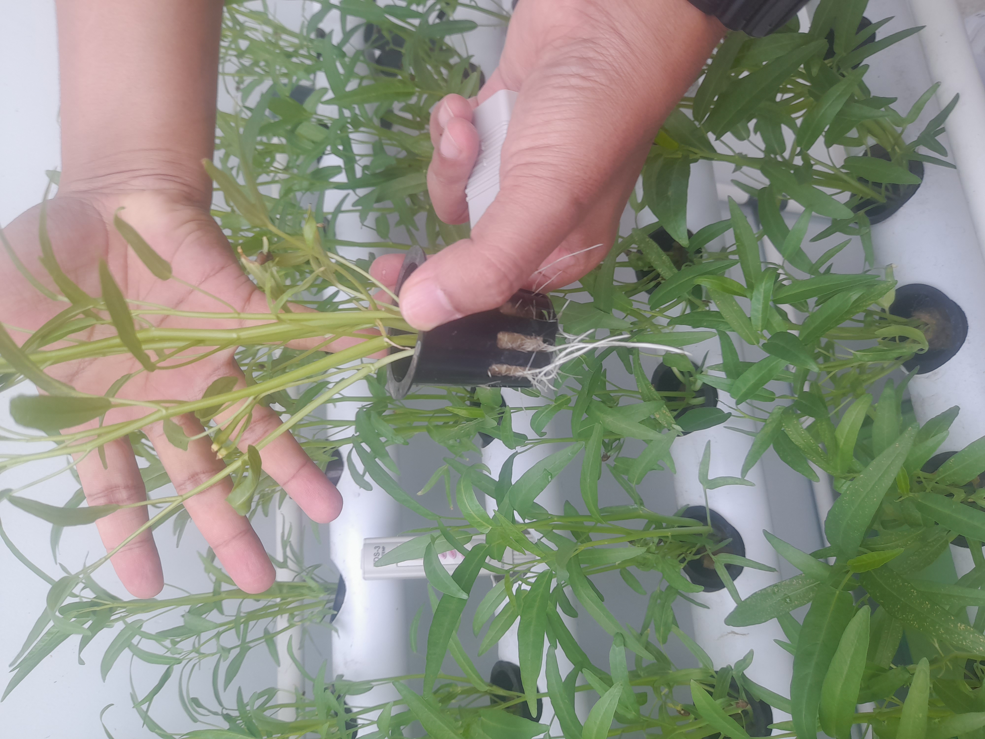 Lahan Urban Farming SMAN 116 Jakarta - Gambar 60