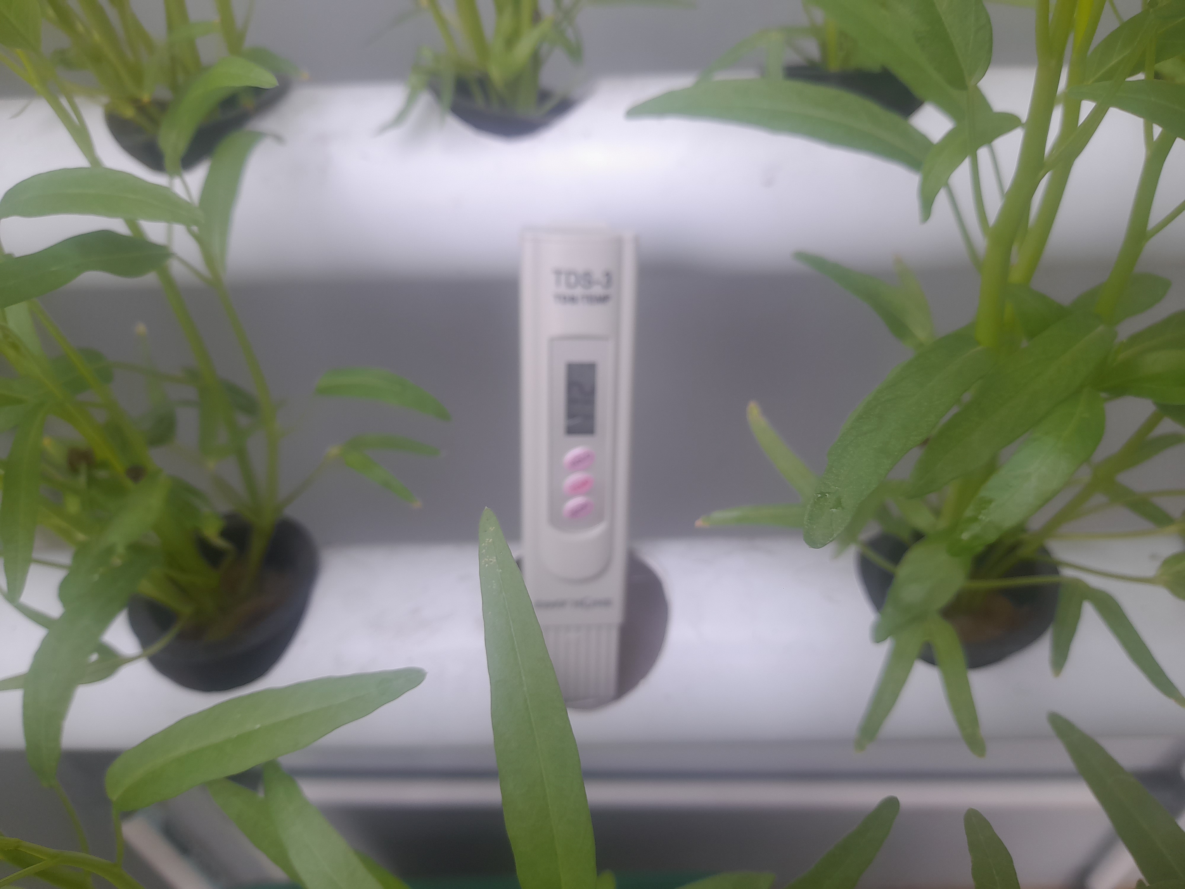Lahan Urban Farming SMAN 116 Jakarta - Gambar 59