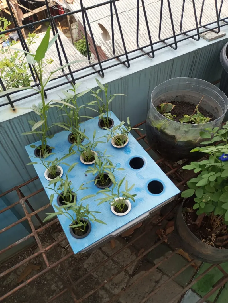 Lahan Urban Farming SMKN 43 Jakarta - Gambar 88