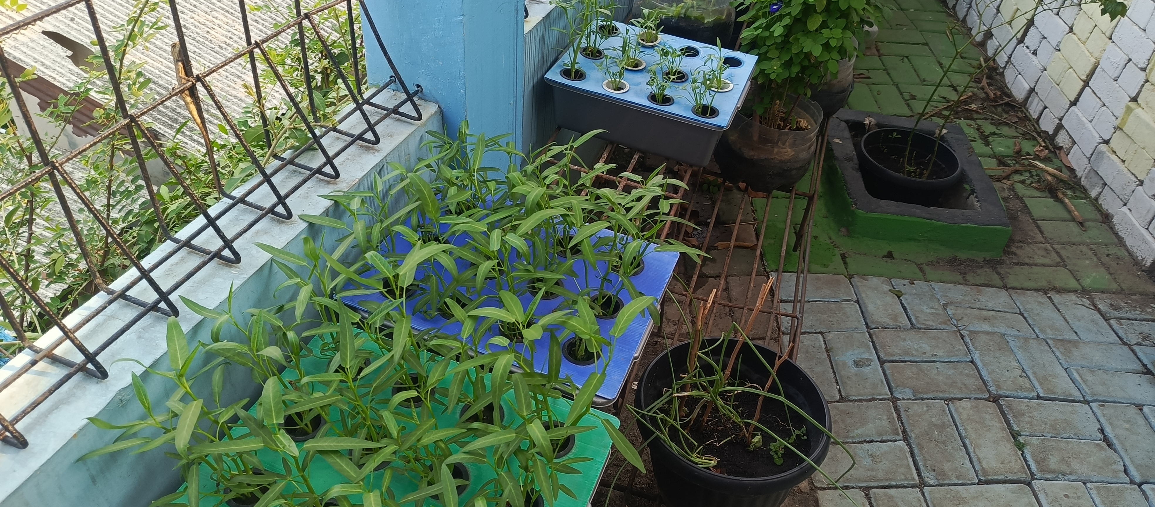 Lahan Urban Farming SMKN 43 Jakarta - Gambar 85