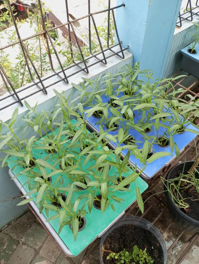 Lahan Urban Farming SMKN 43 Jakarta - Gambar 87