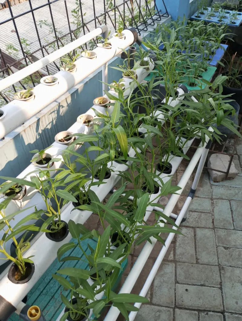 Lahan Urban Farming SMKN 43 Jakarta - Gambar 86