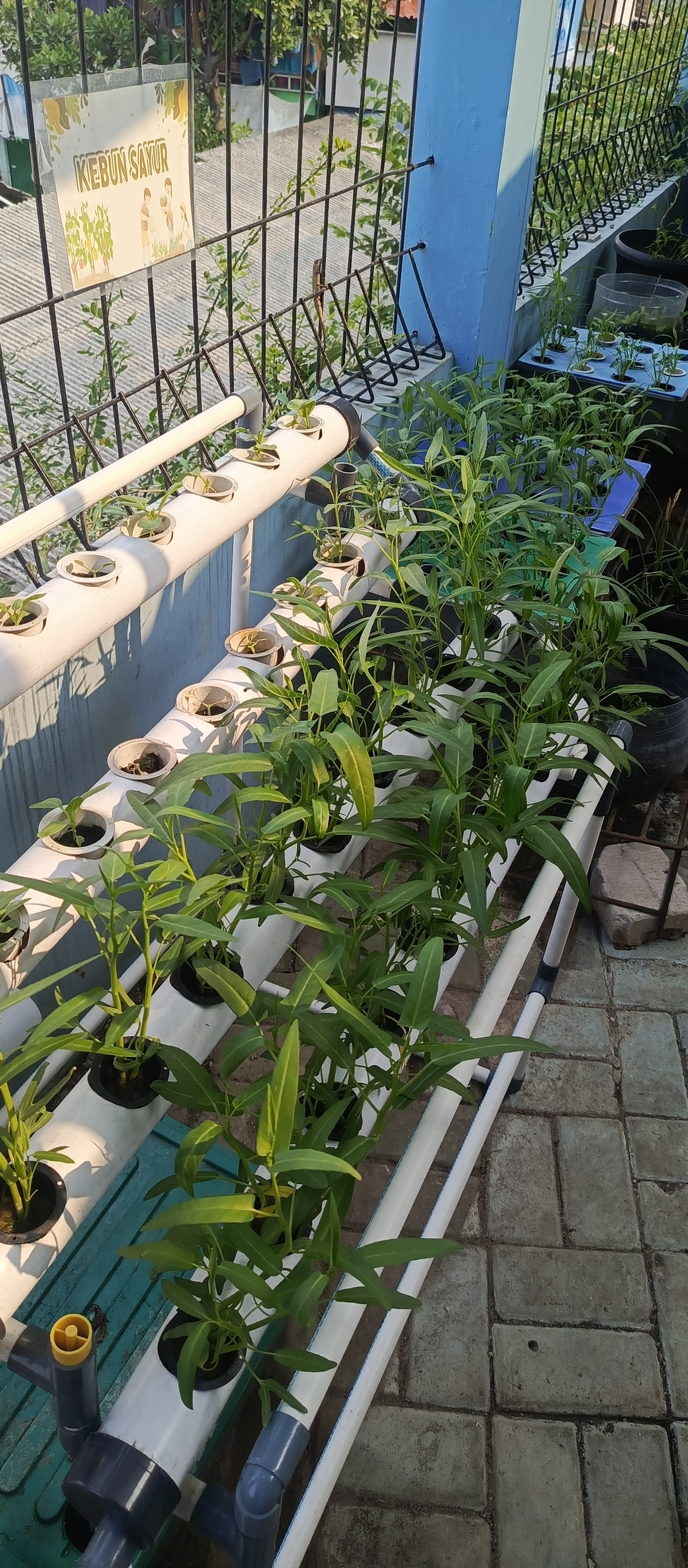 Lahan Urban Farming SMKN 43 Jakarta - Gambar 84