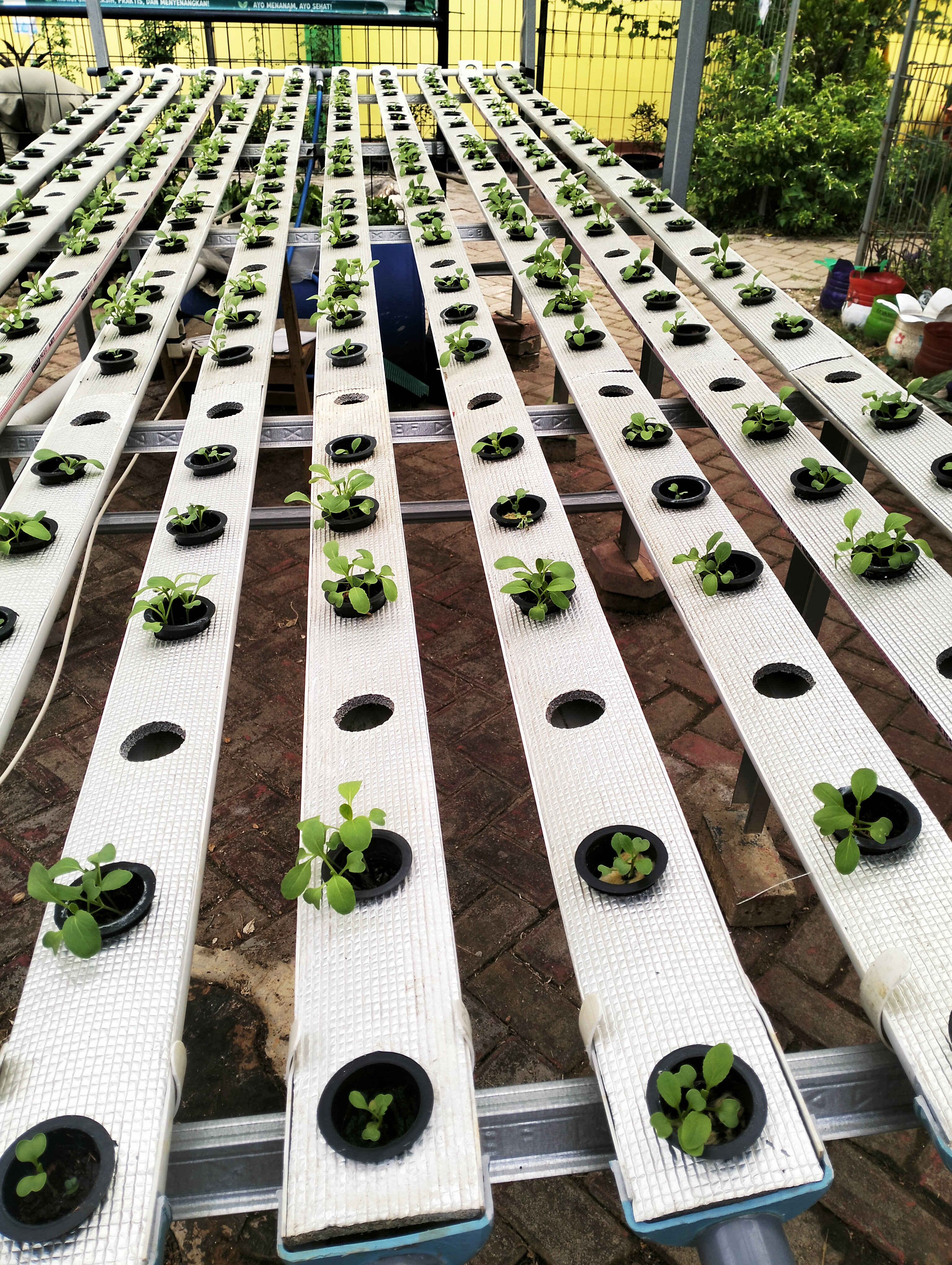 Lahan Urban Farming SDN Lenteng Agung 07 Jakarta - Gambar 43