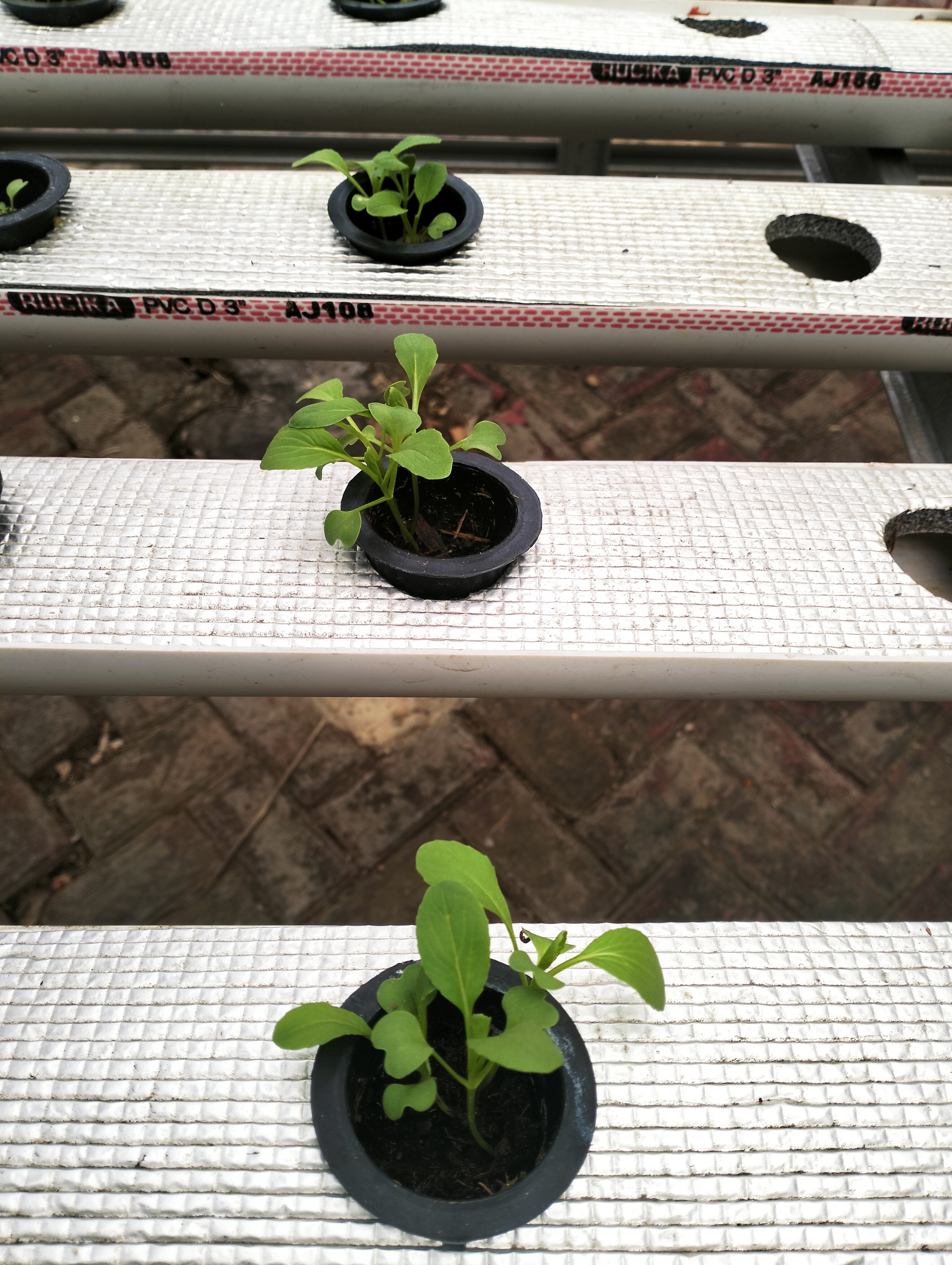 Lahan Urban Farming SDN Lenteng Agung 07 Jakarta - Gambar 42