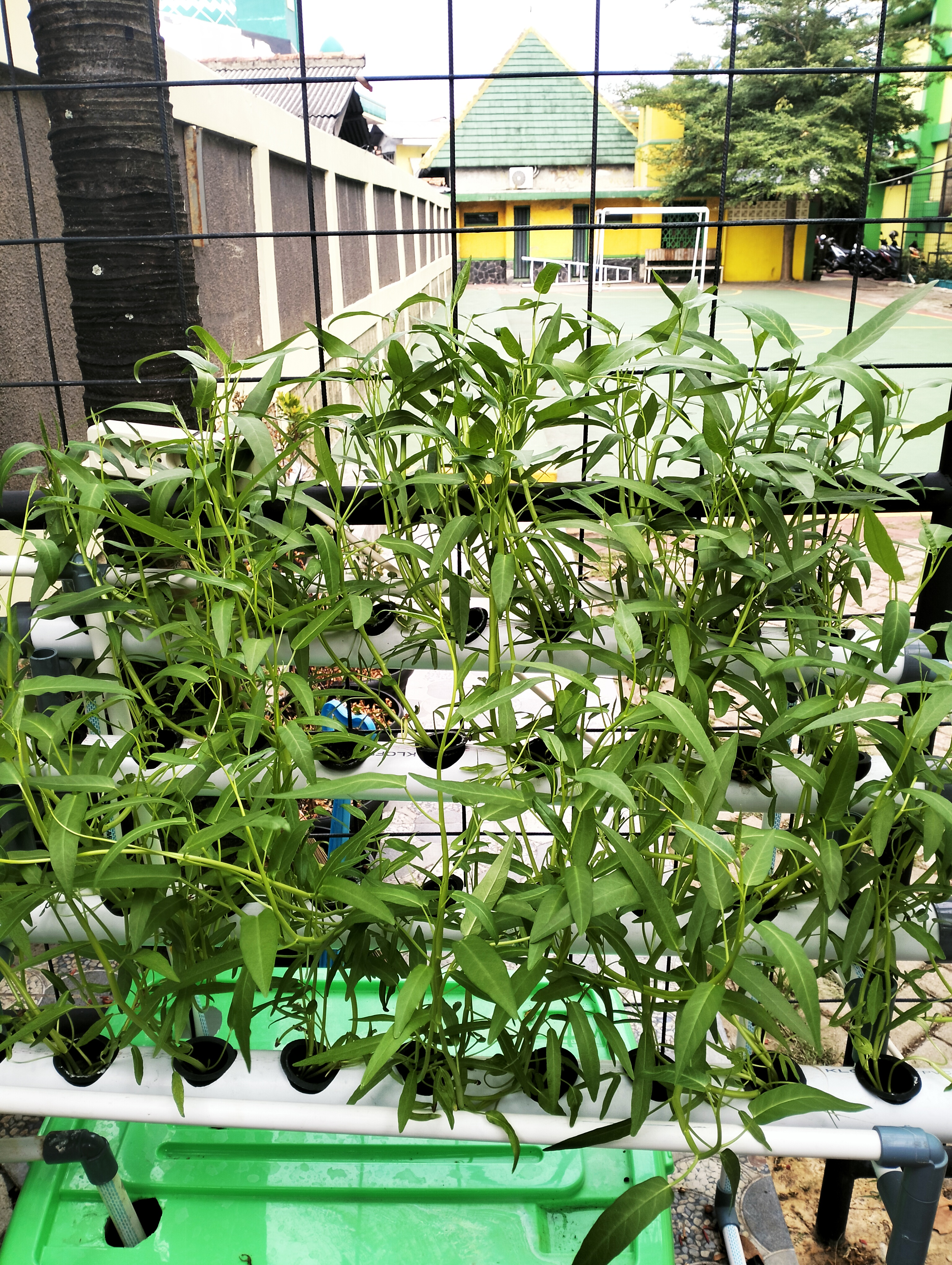 Lahan Urban Farming SDN Lenteng Agung 07 Jakarta - Gambar 40