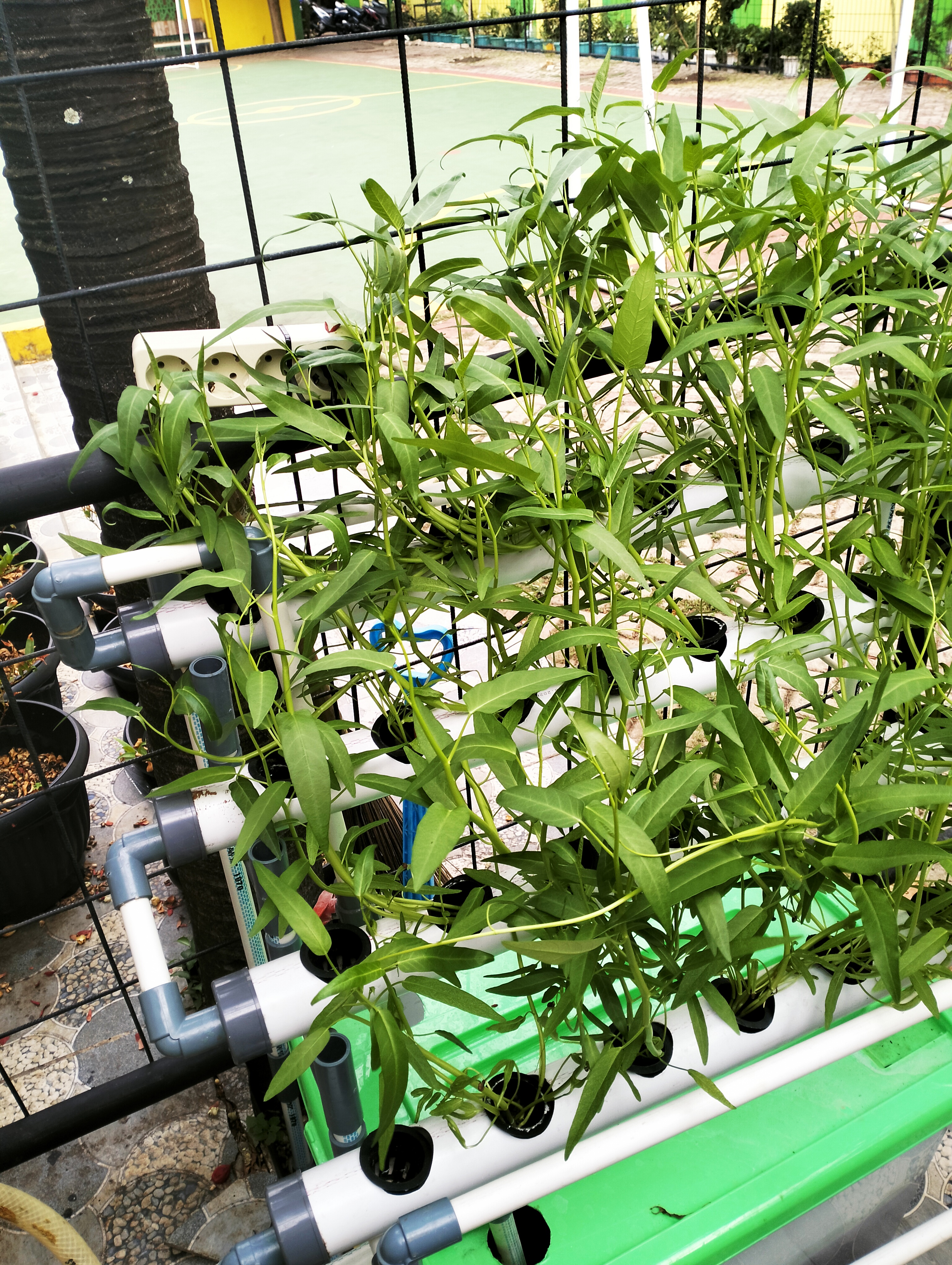 Lahan Urban Farming SDN Lenteng Agung 07 Jakarta - Gambar 41