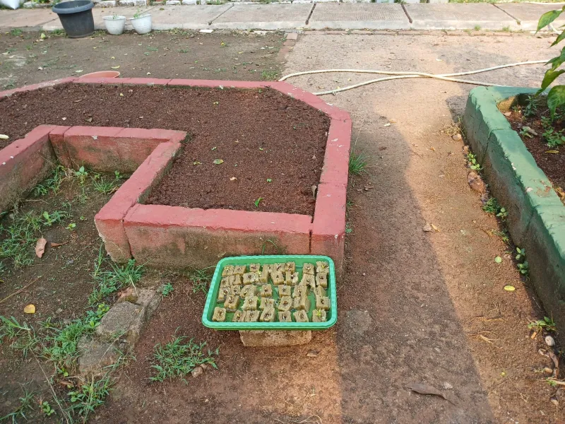 Lahan Urban Farming SMAN 109 Jakarta - Gambar 106
