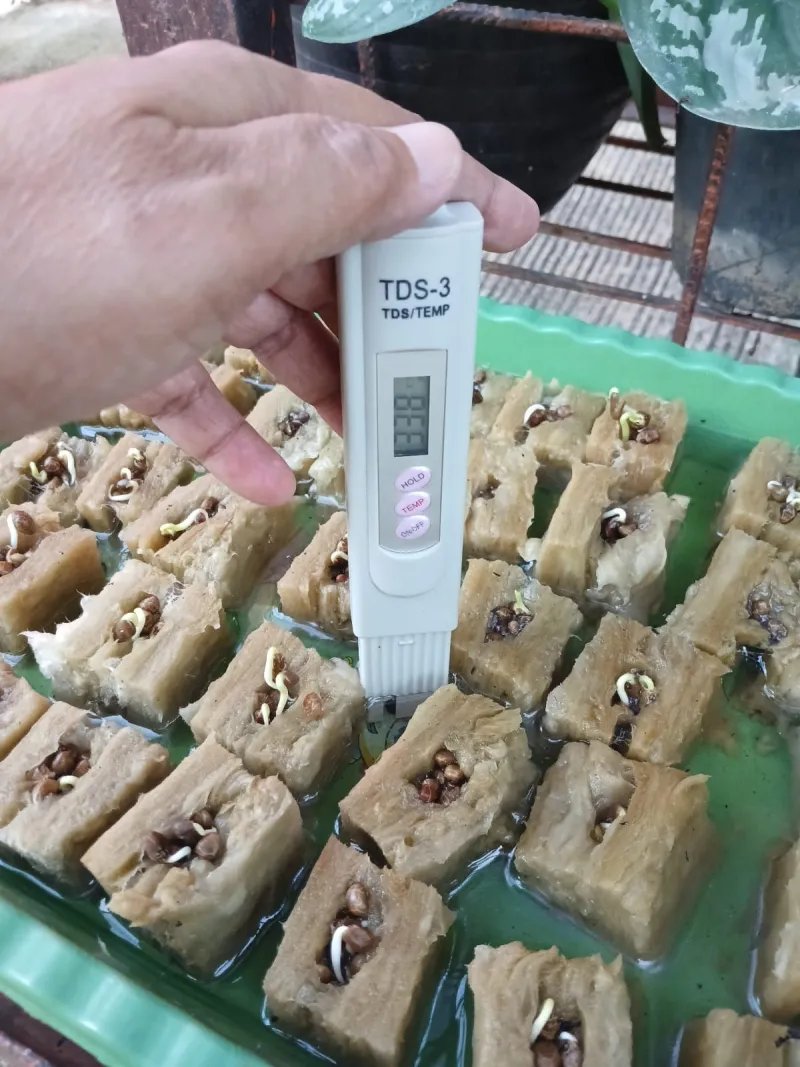 Lahan Urban Farming SMAN 109 Jakarta - Gambar 105