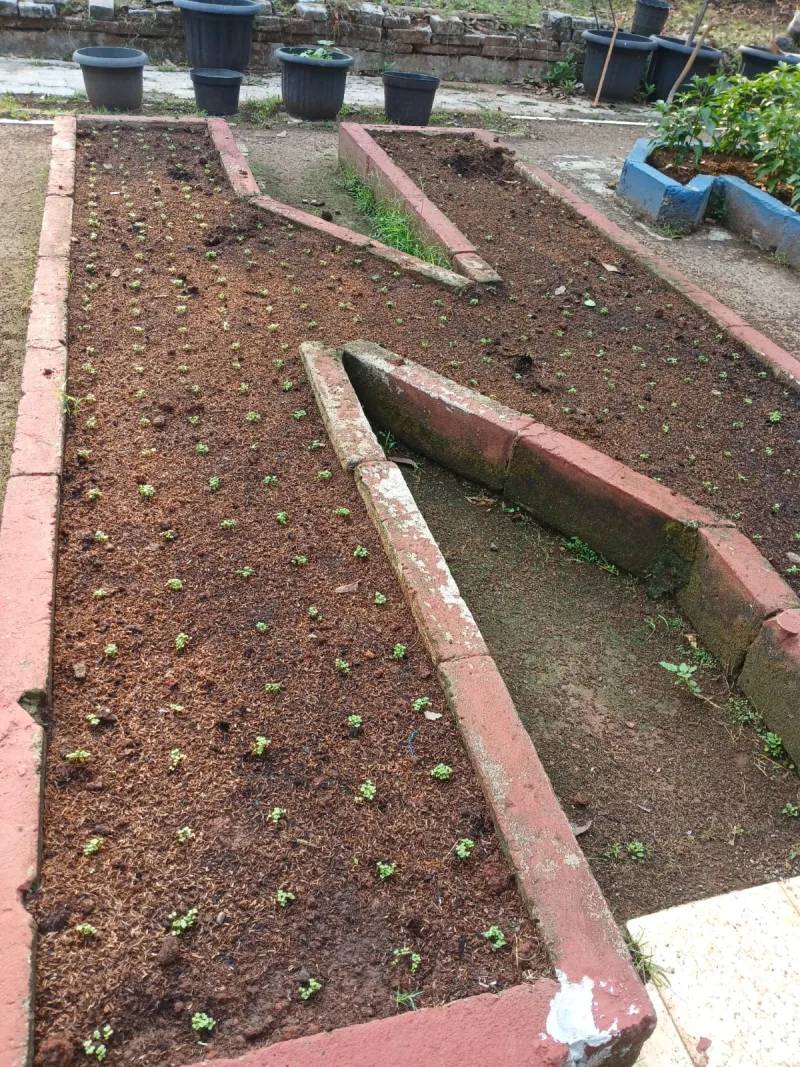 Lahan Urban Farming SMAN 109 Jakarta - Gambar 102
