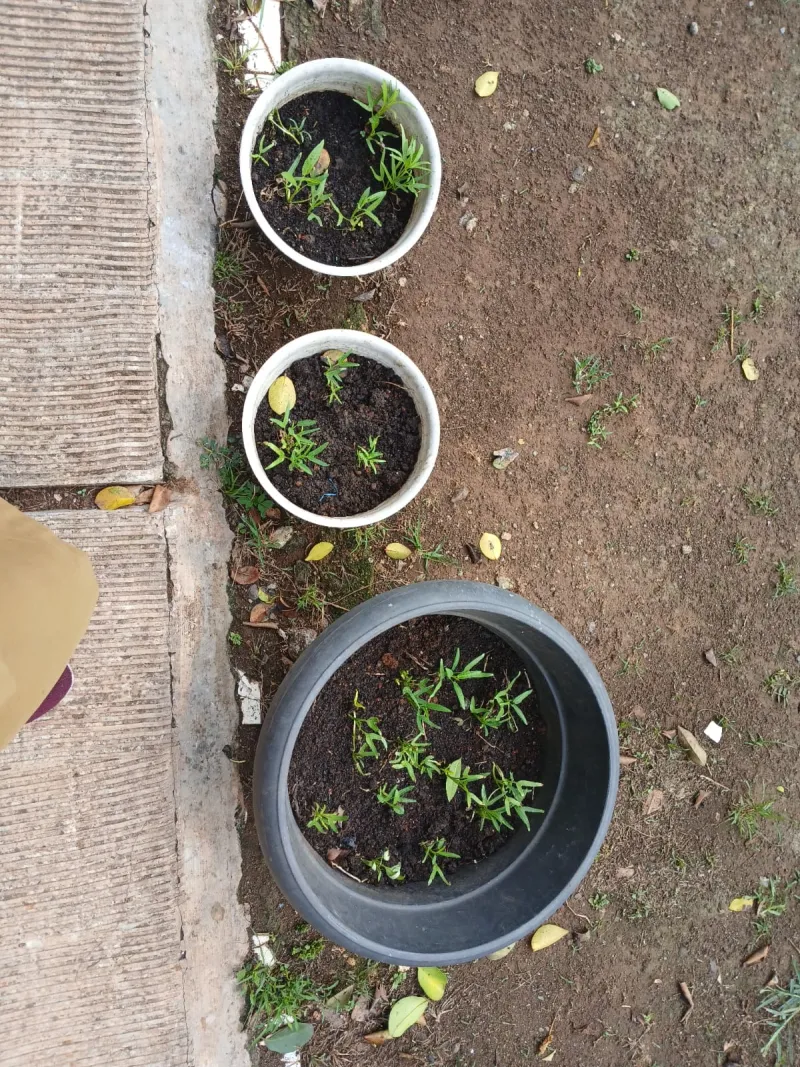 Lahan Urban Farming SMAN 109 Jakarta - Gambar 104