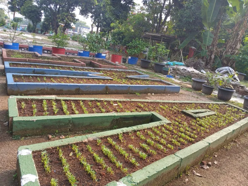 Lahan Urban Farming SMAN 109 Jakarta - Gambar 103