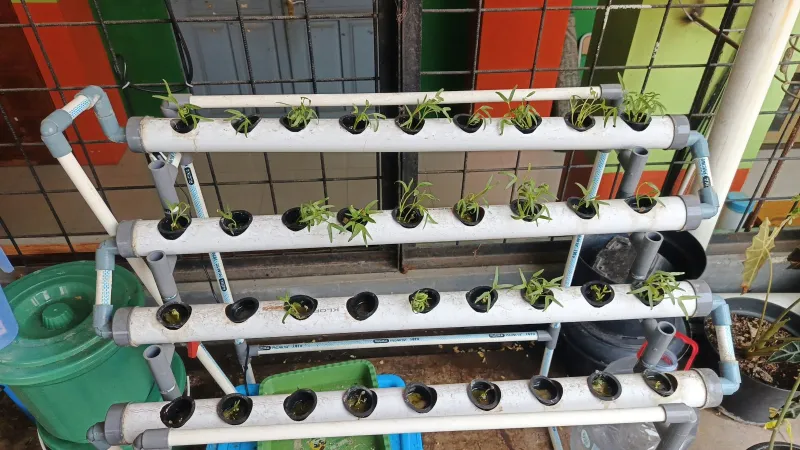 Lahan Urban Farming SMKN 41 Jakarta - Gambar 22