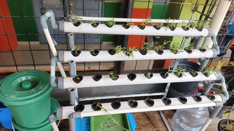 Lahan Urban Farming SMKN 41 Jakarta - Gambar 23