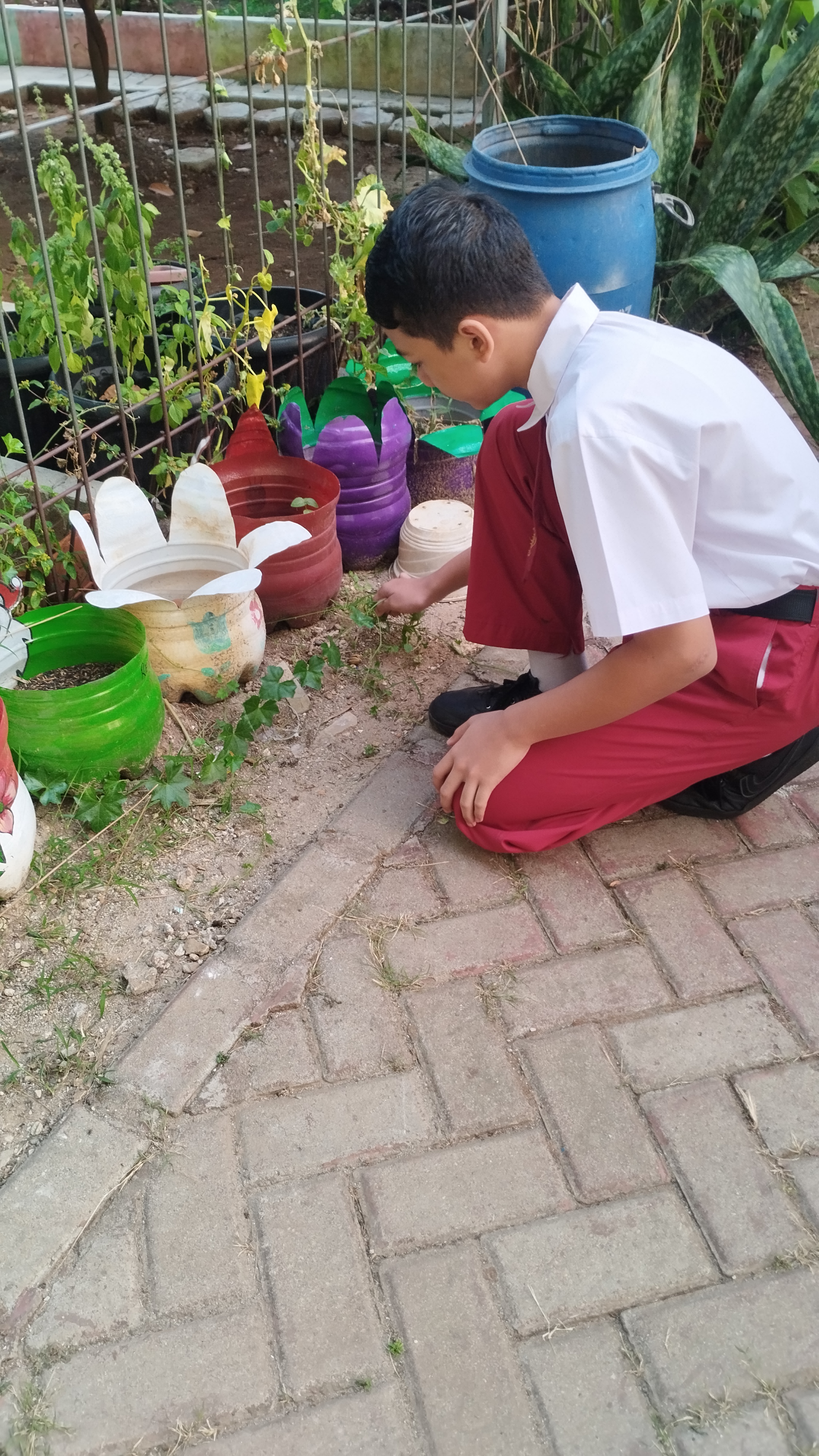Lahan Urban Farming SDN Lenteng Agung 07 Jakarta - Gambar 38