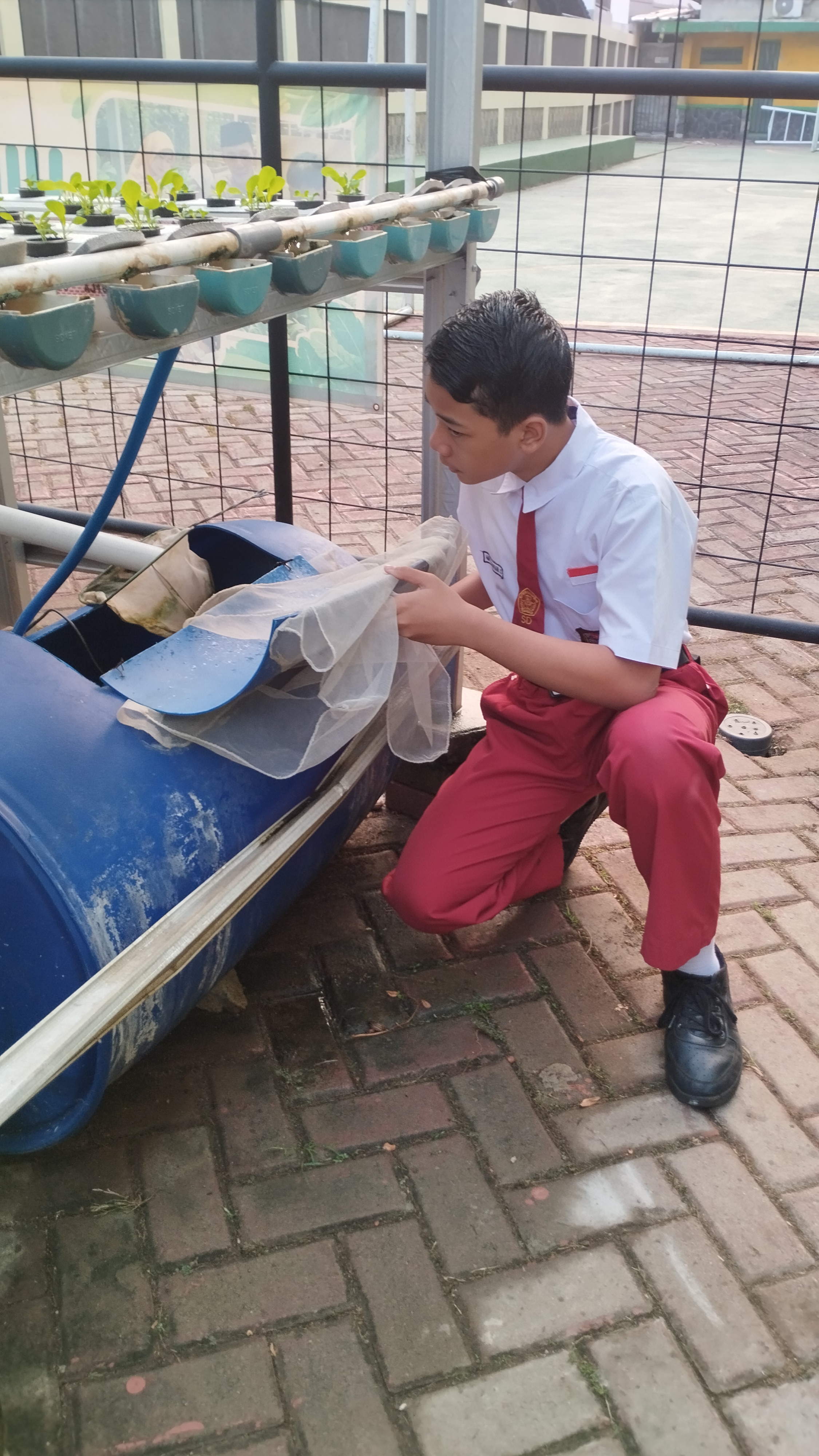 Lahan Urban Farming SDN Lenteng Agung 07 Jakarta - Gambar 39