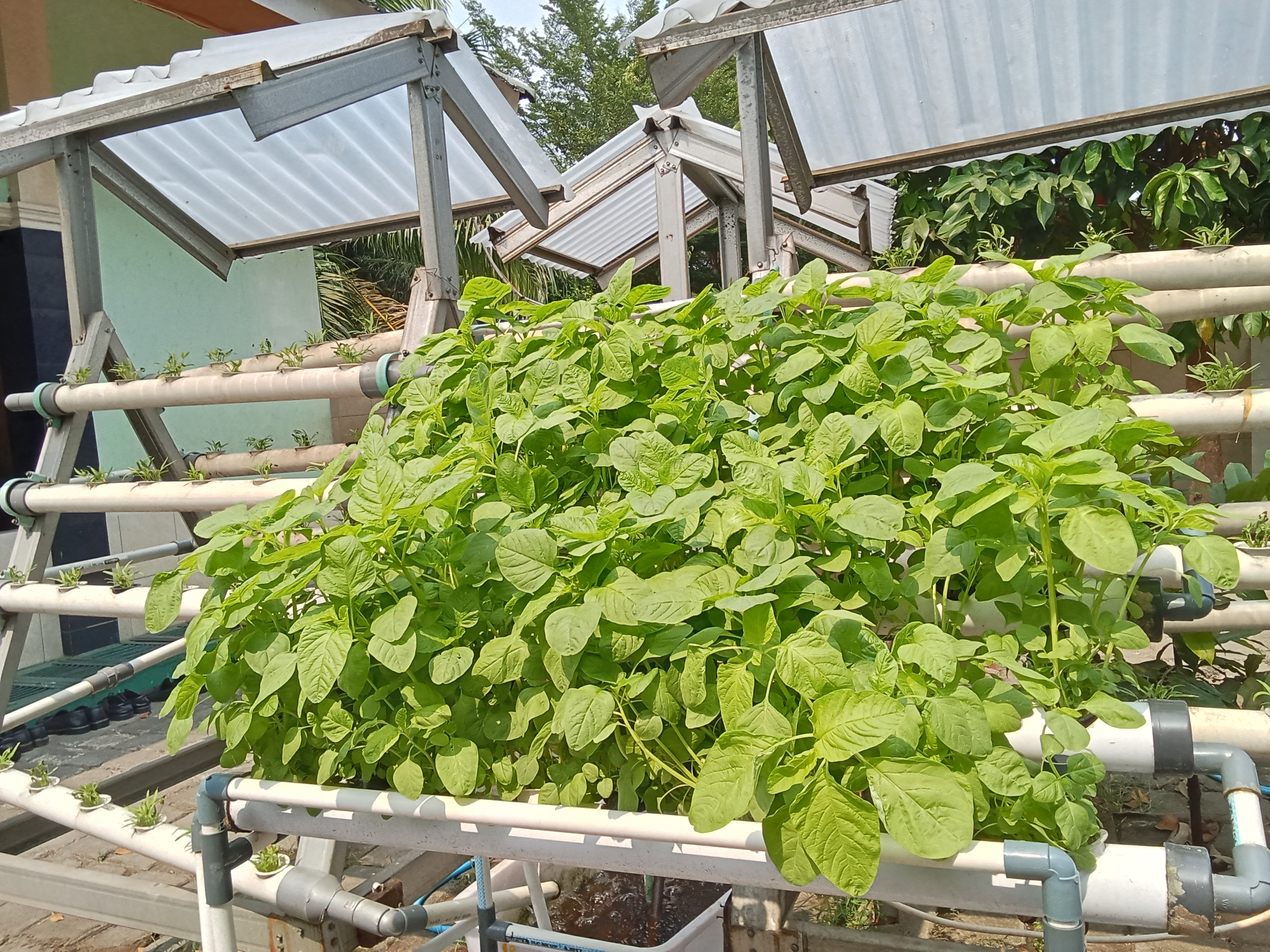 Lahan Urban Farming SMKN 59 Jakarta - Gambar 95